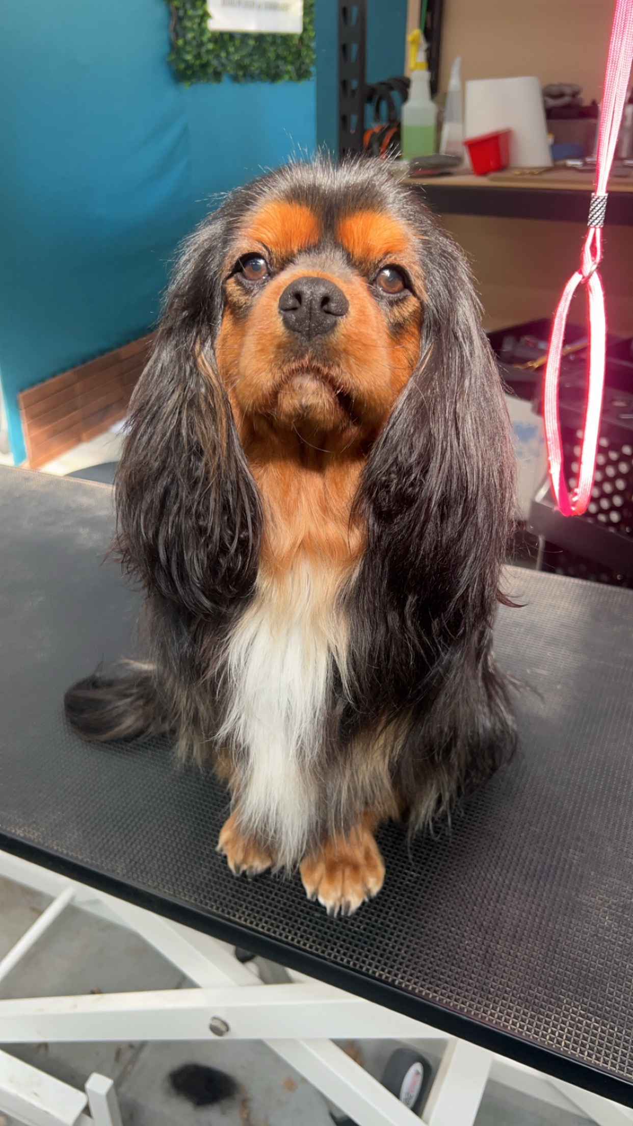 McKinnons Dogwash & Grooming