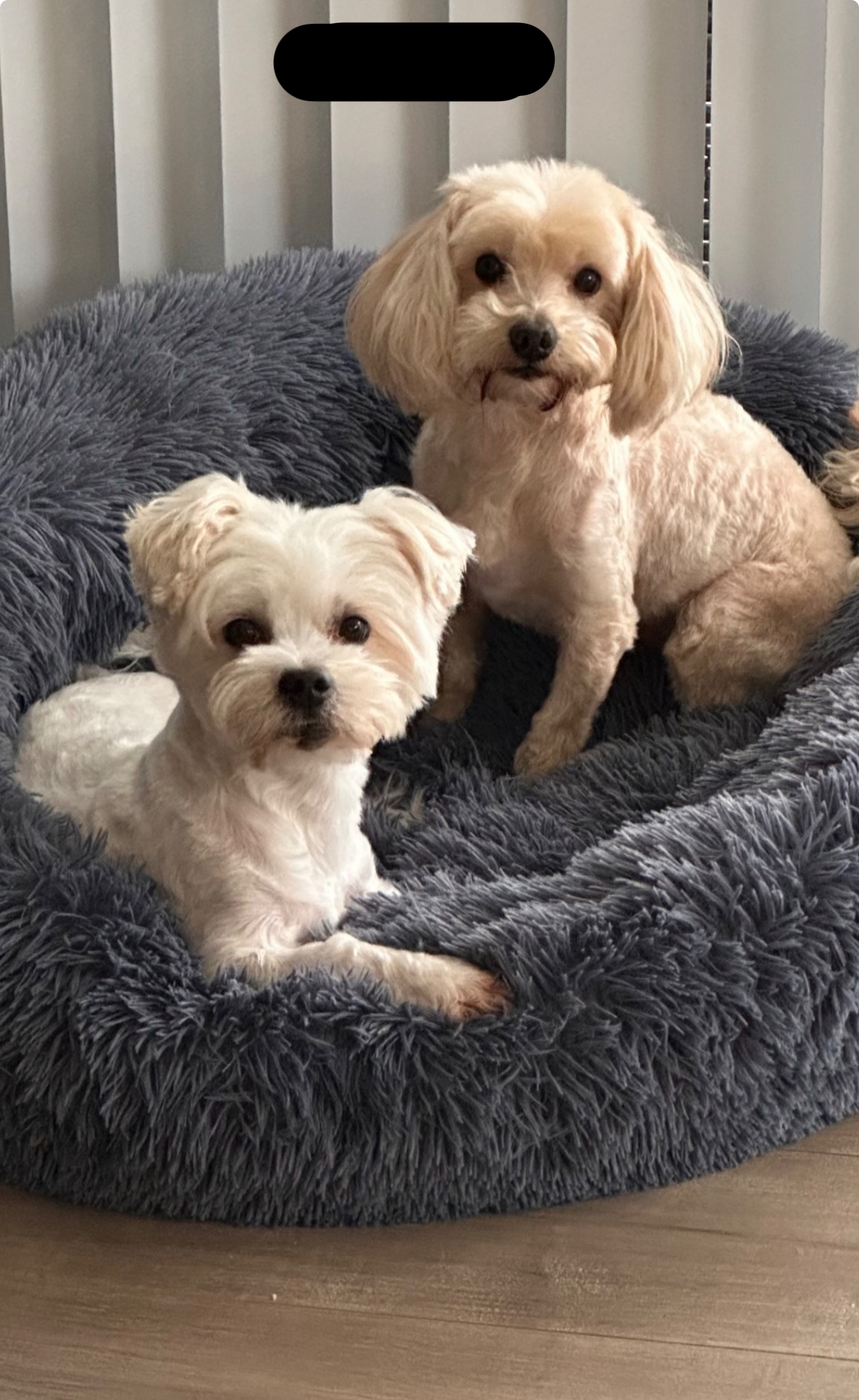 McKinnons Dogwash & Grooming