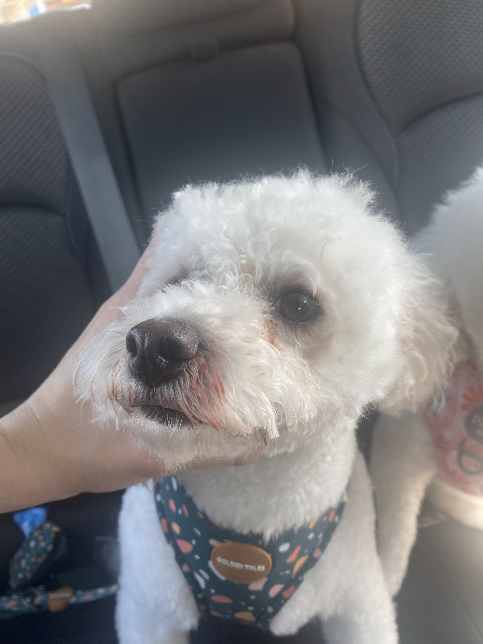 McKinnons Dogwash & Grooming