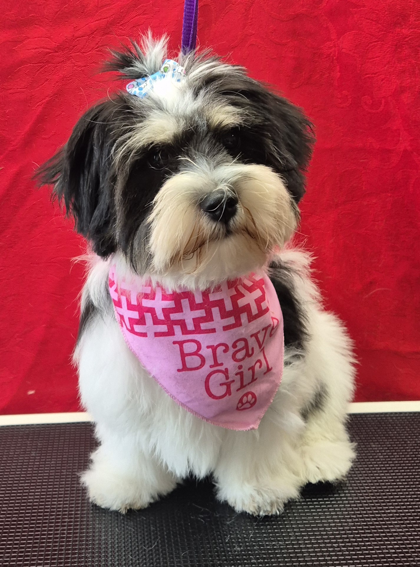 Emmas Puppy Parlour — Pet Groomers