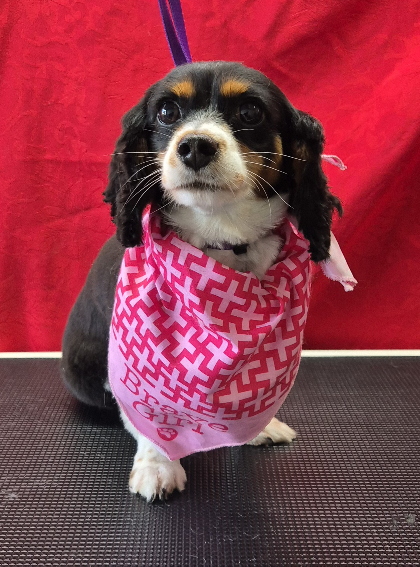 Emmas Puppy Parlour