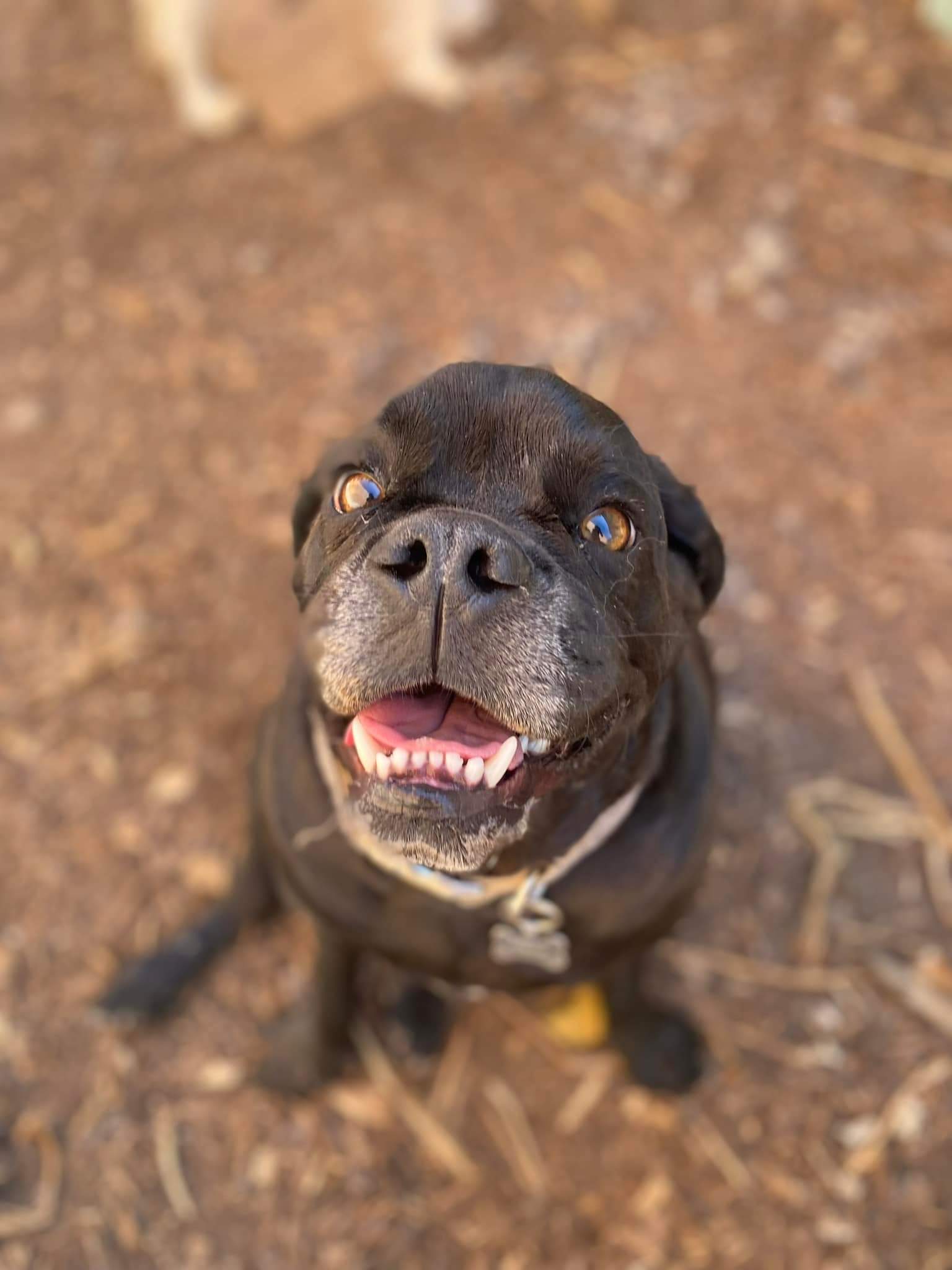 Canineology Centre — Pet Groomers