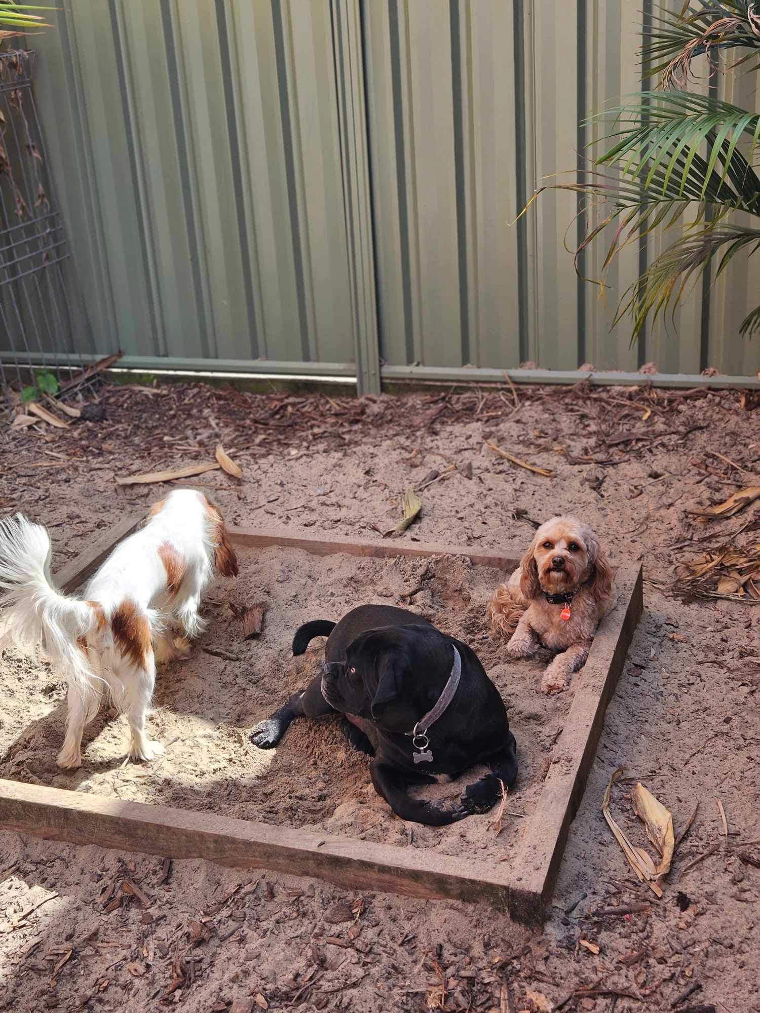 Canineology Centre