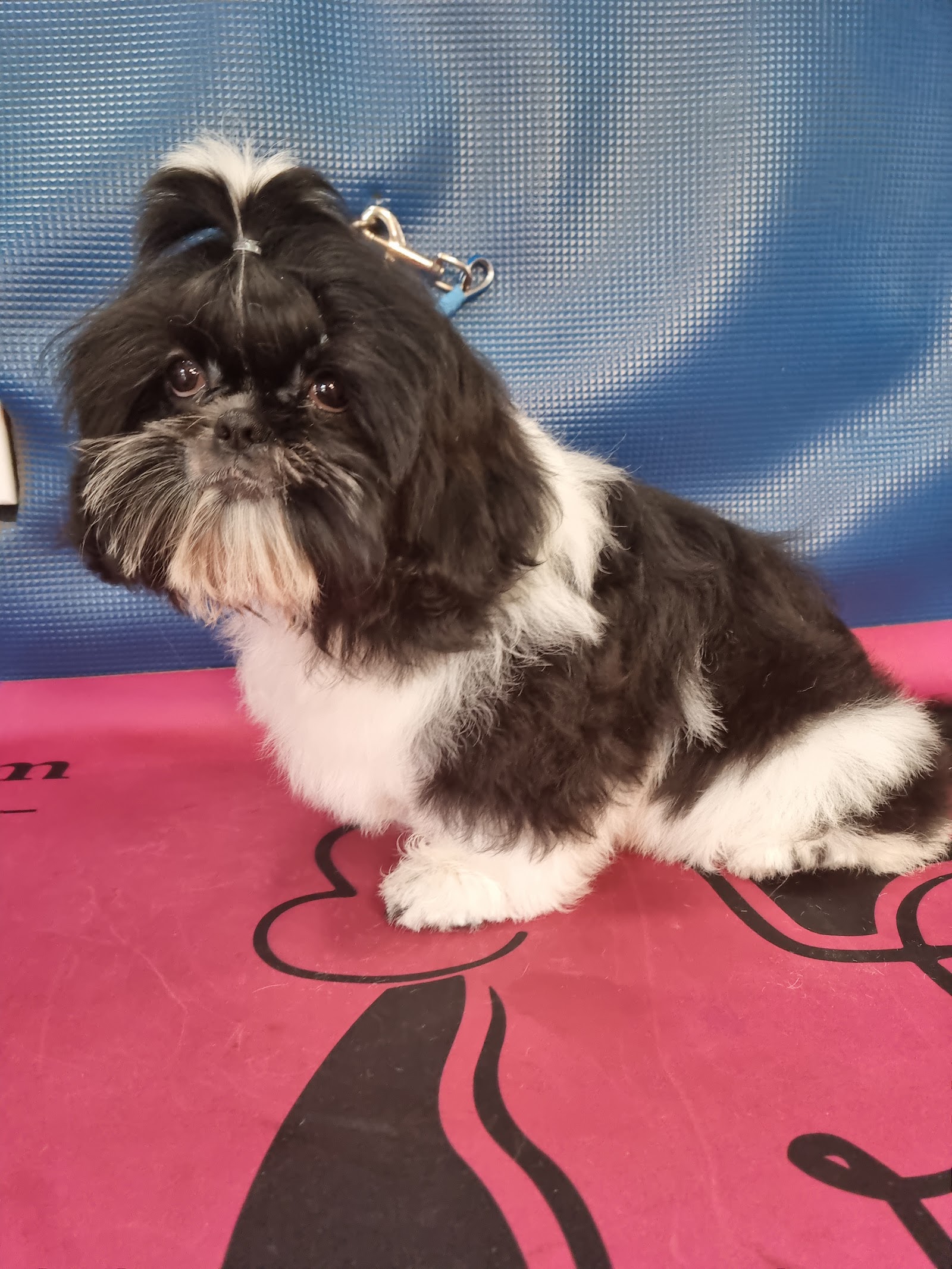 Puppies & Pooches — Pet Groomers