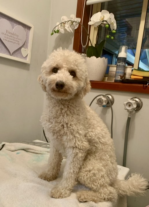 Head to Tail Pet Complex