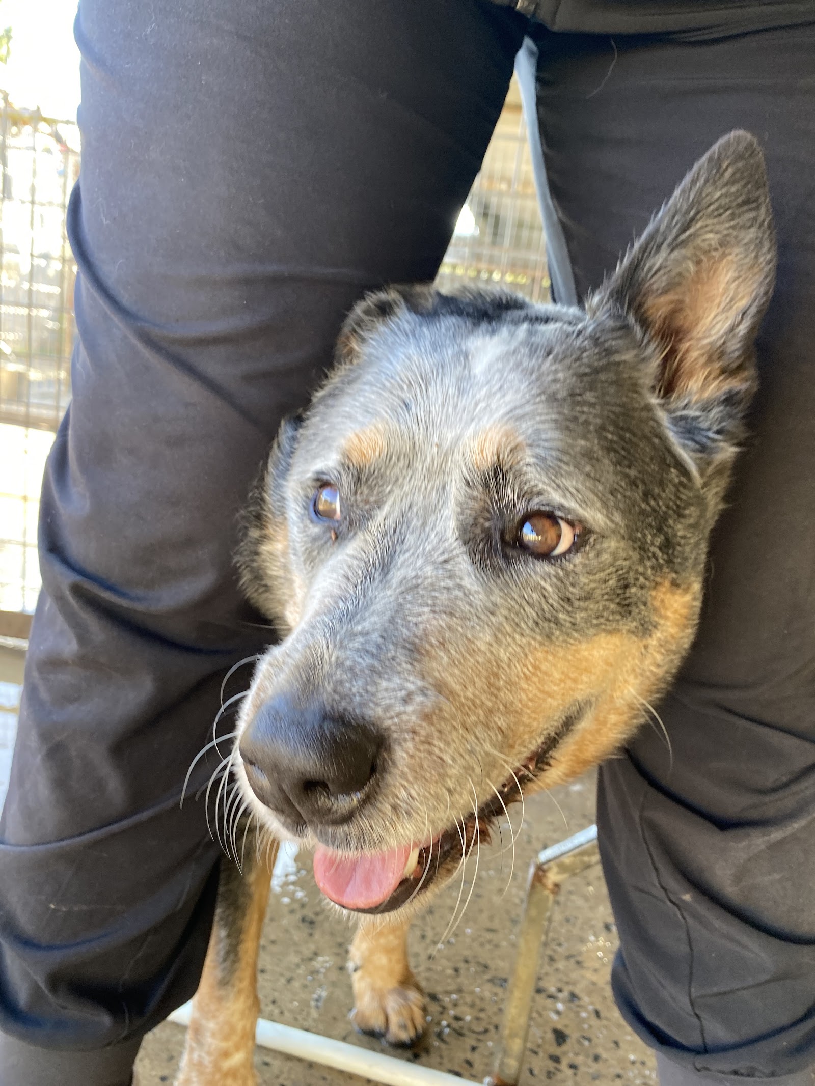 Head to Tail Pet Complex