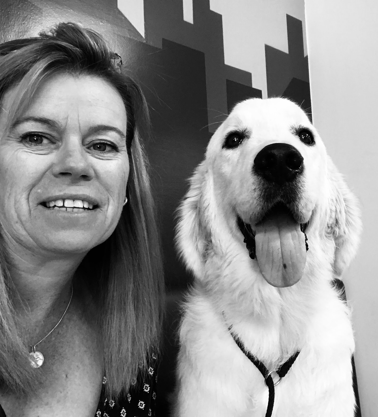 Head to Tail Pet Complex
