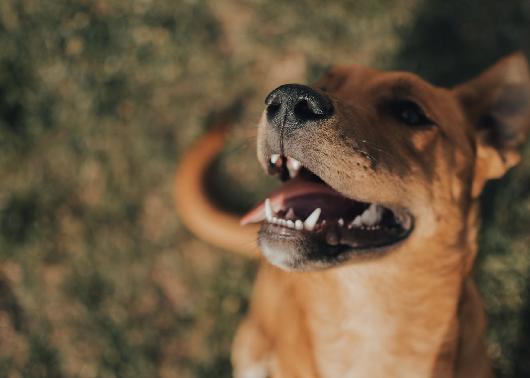 Head to Tail Pet Complex