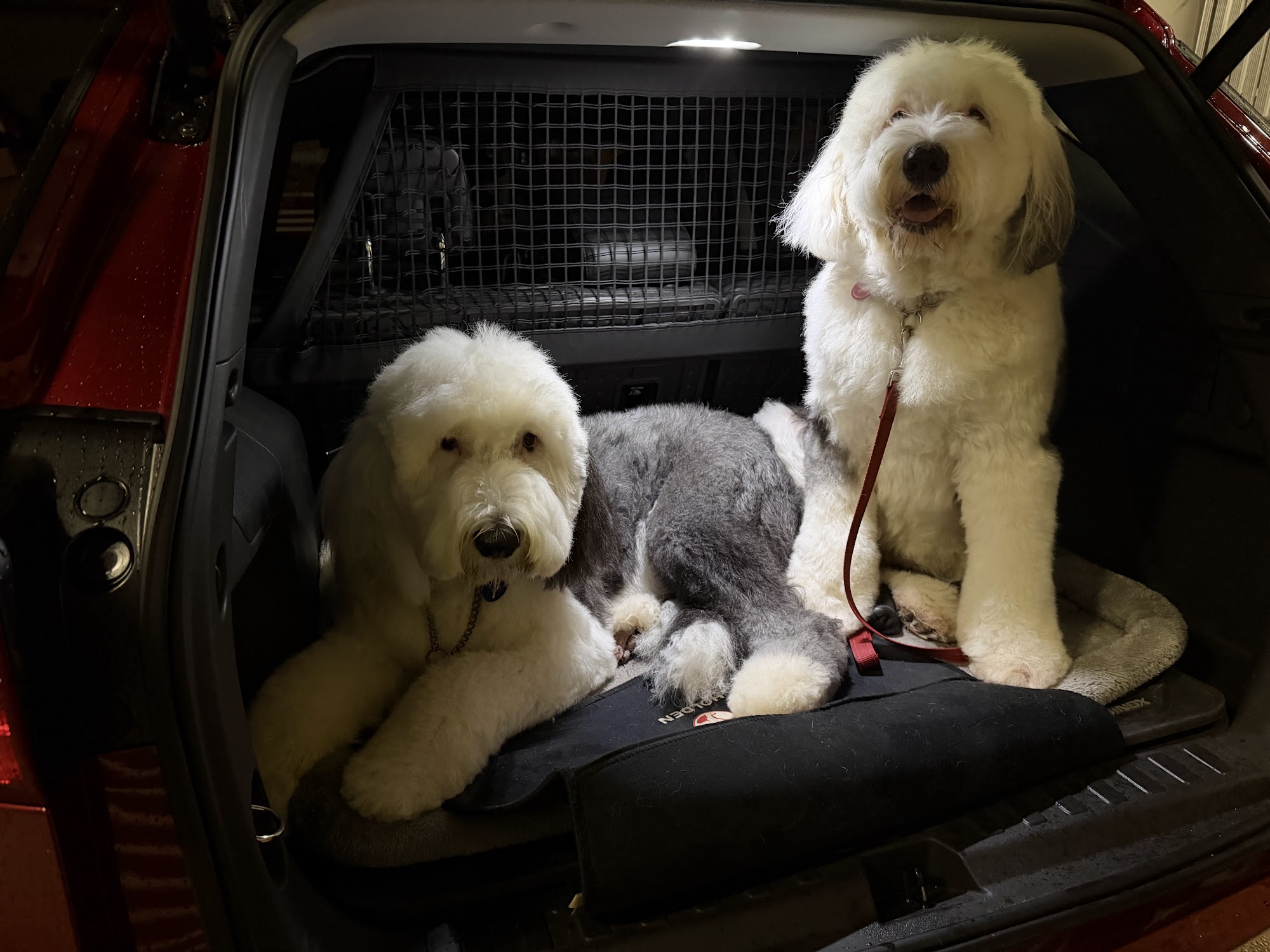 Perky Pooches