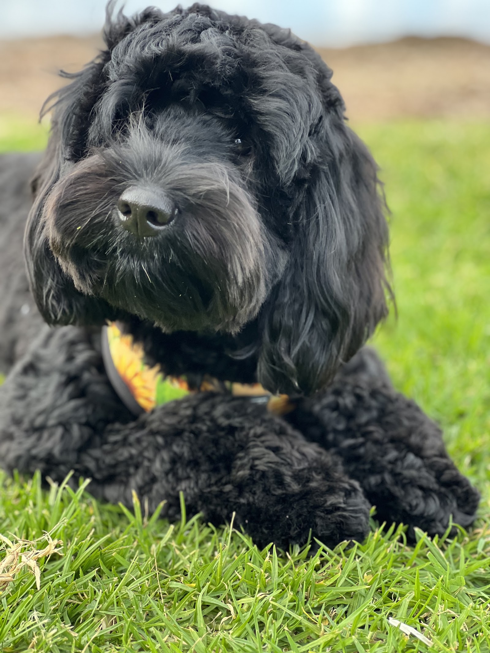 Scott’s Dog Grooming — Pet Groomers