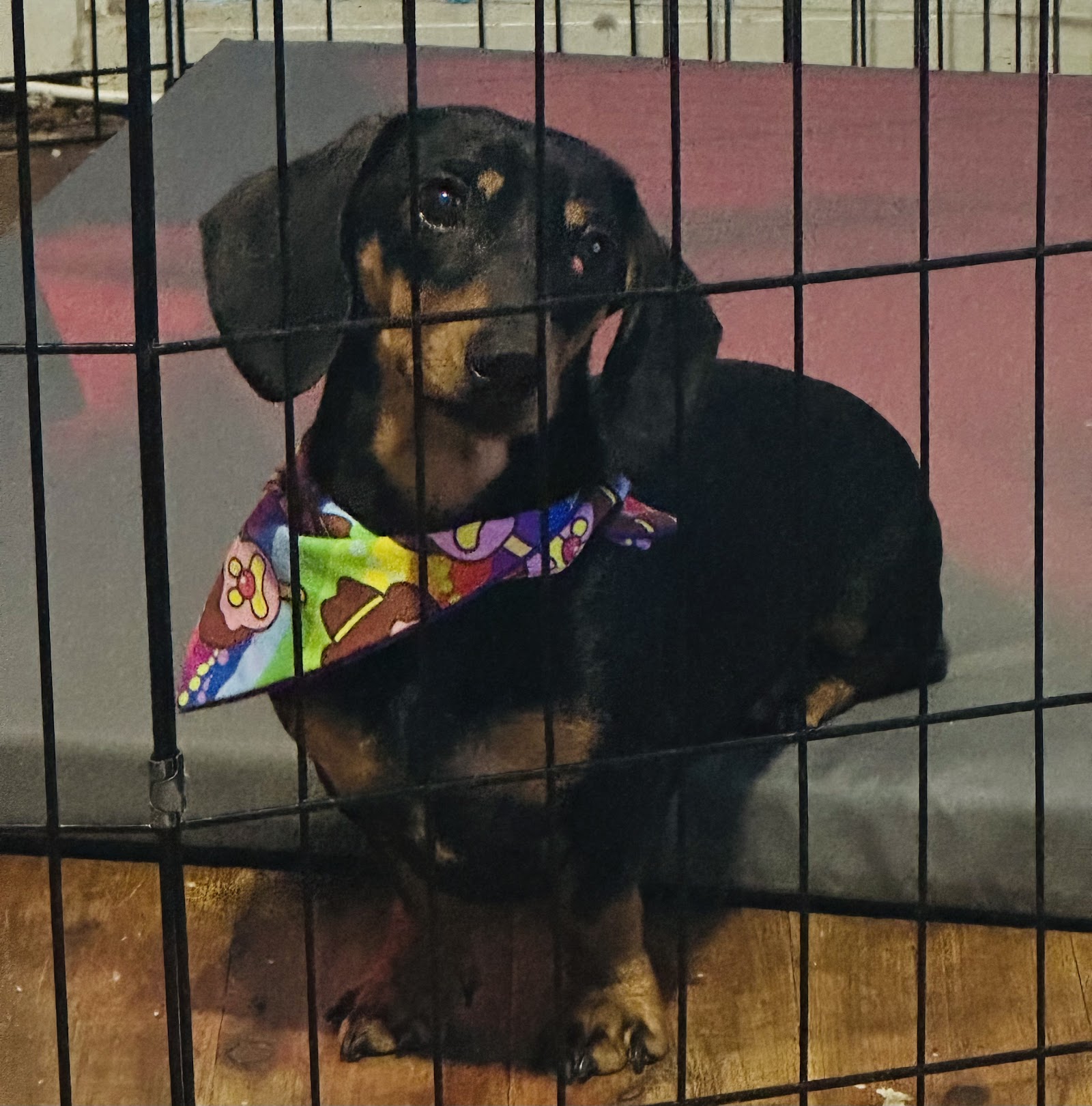 Scott’s Dog Grooming