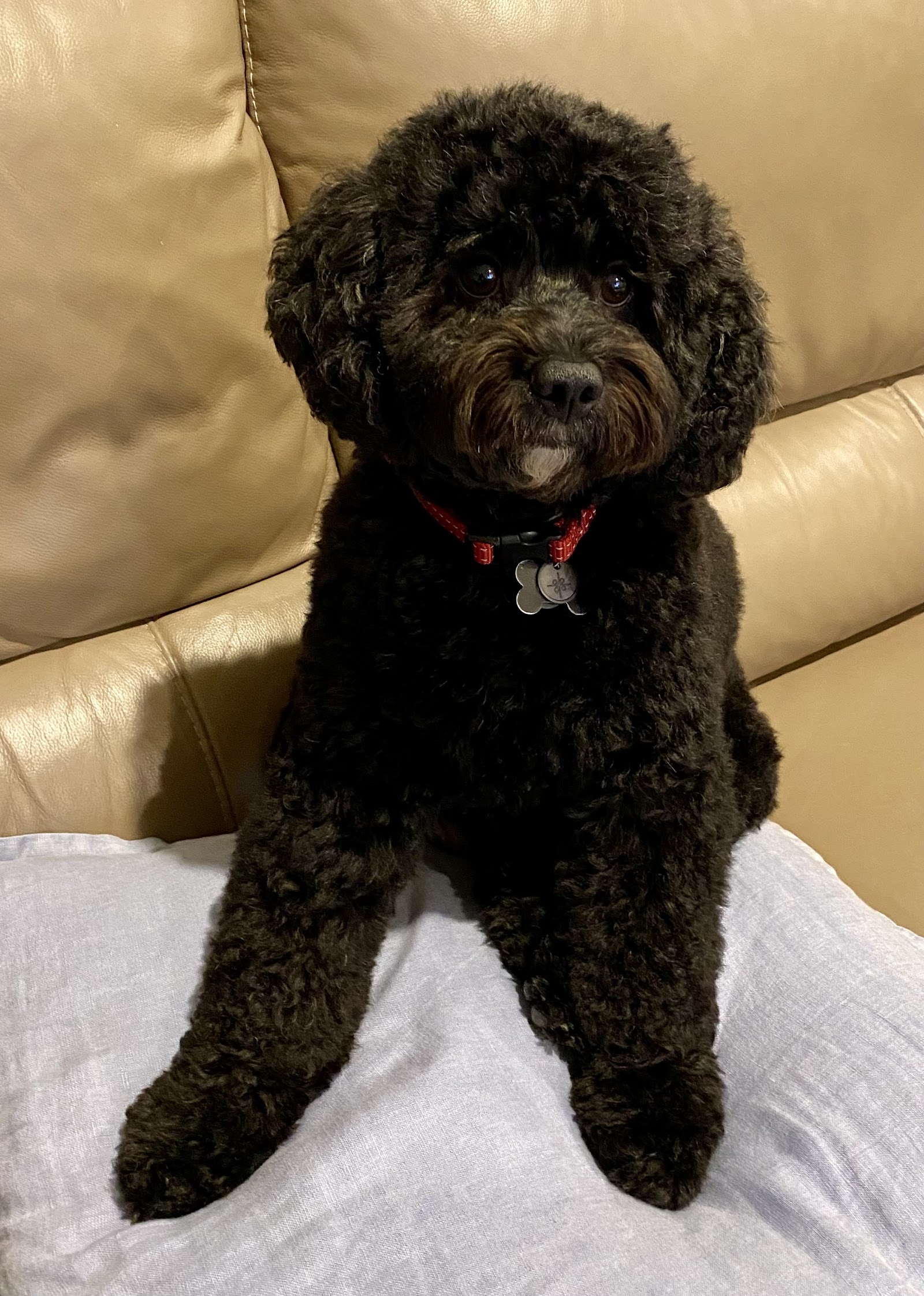 Scott’s Dog Grooming