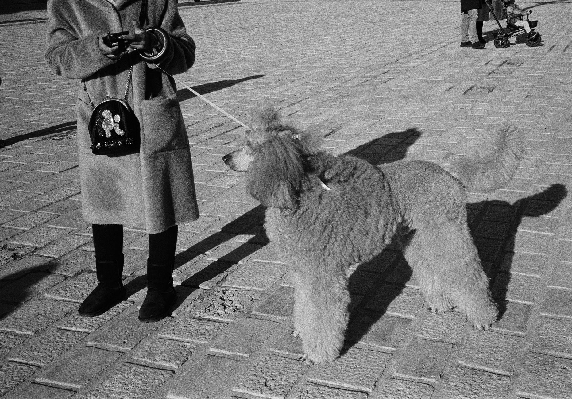 Scott’s Dog Grooming