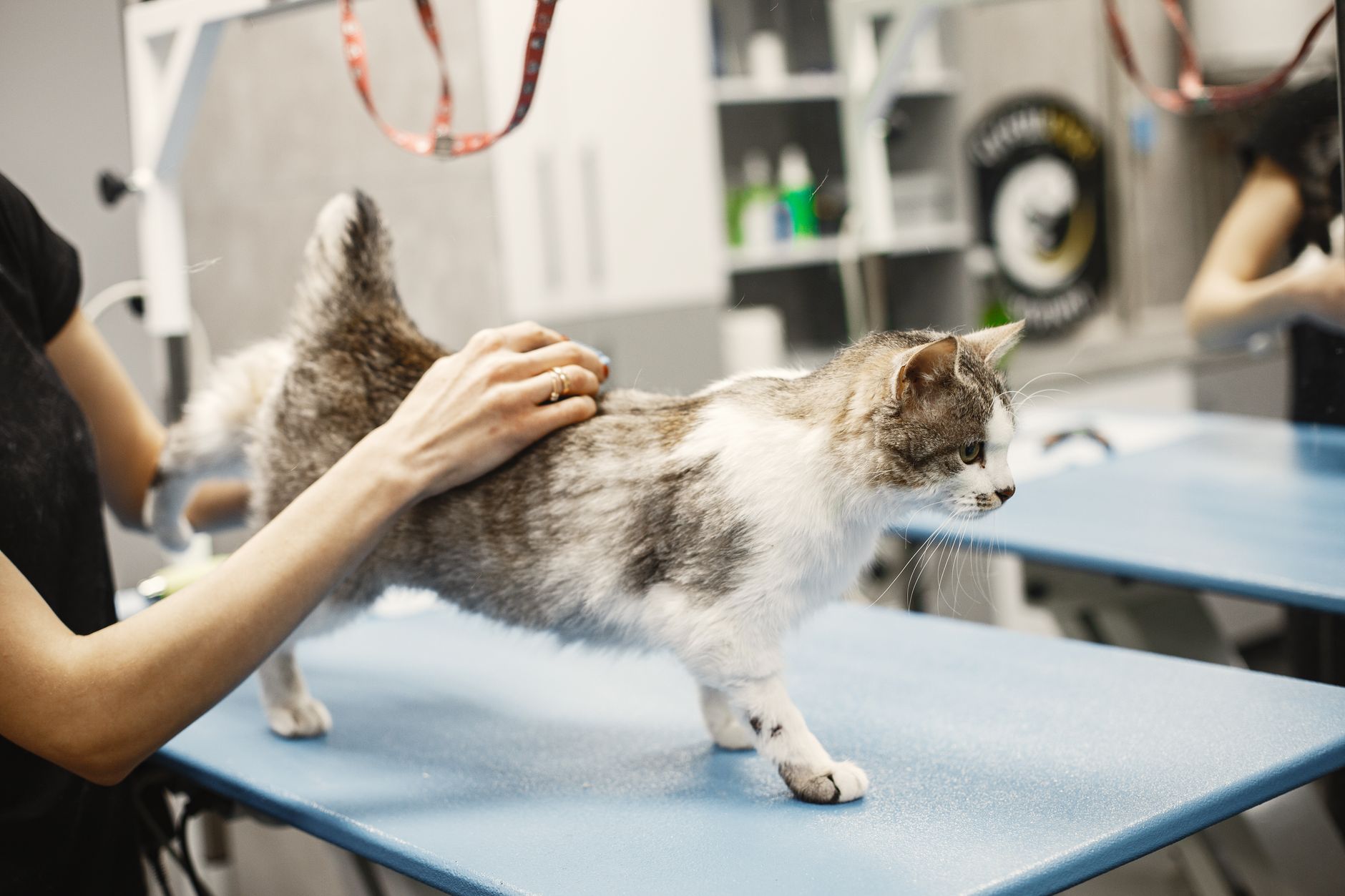 Mr Meowgie Cat Grooming