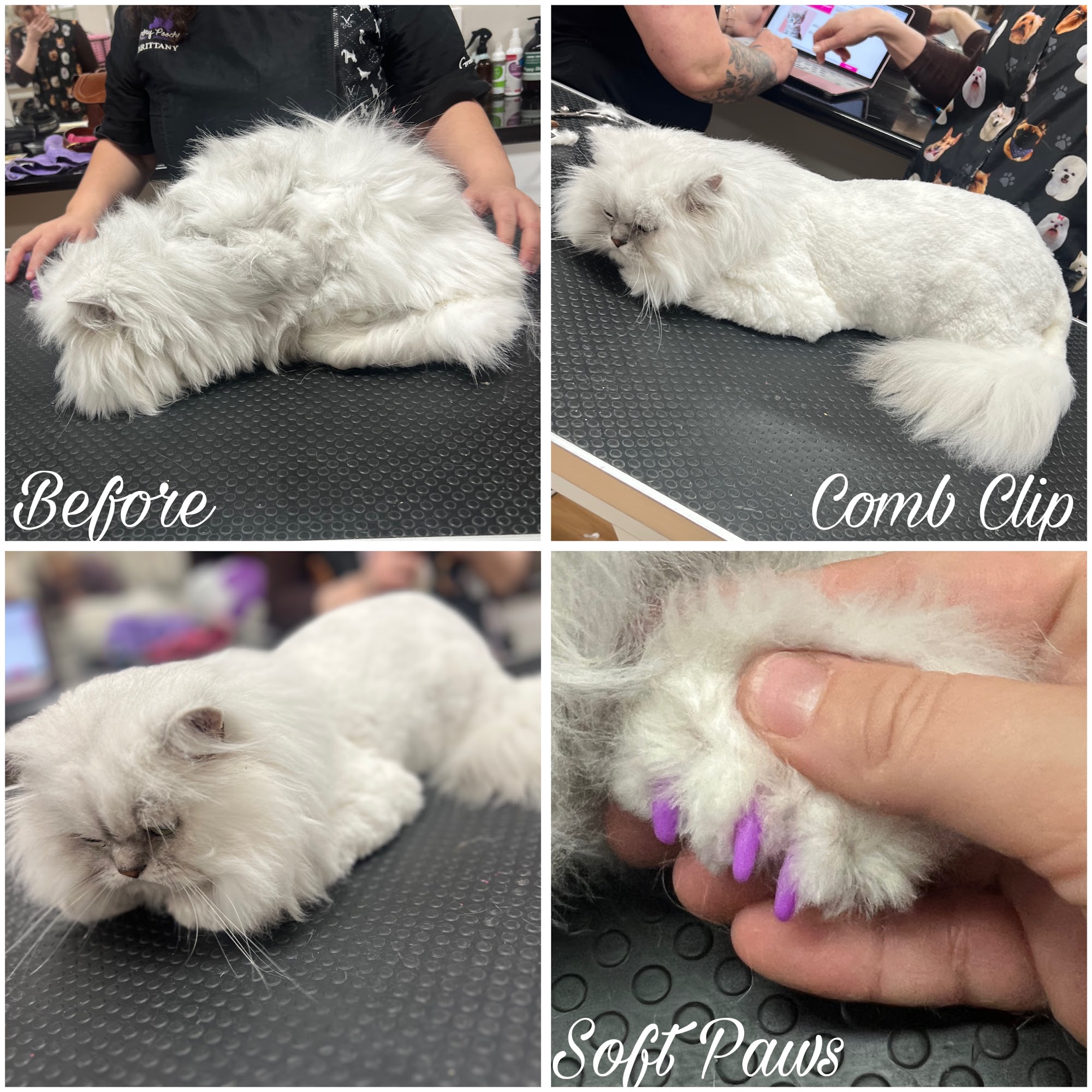 Fabulous Felines — Pet Groomers