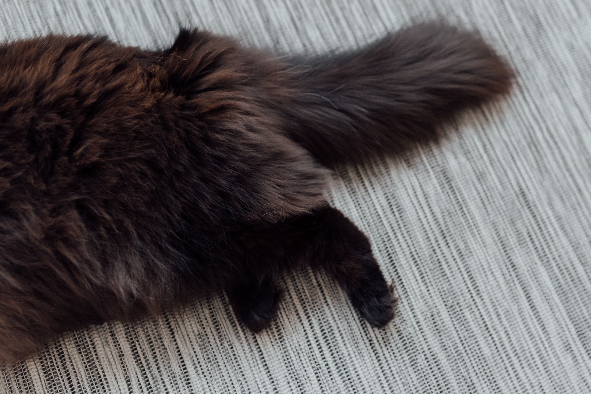 Fabulous Felines