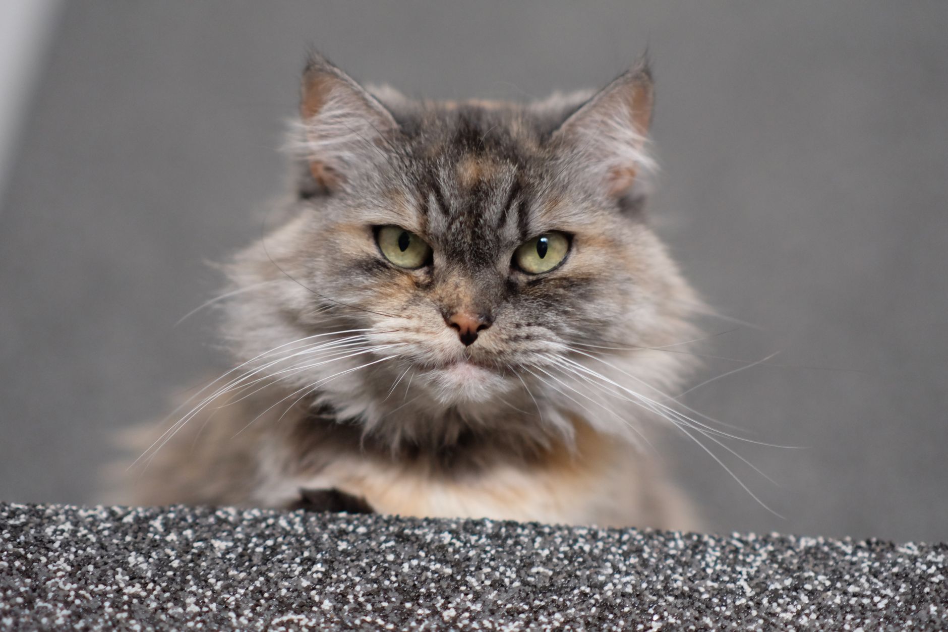 Fabulous Felines