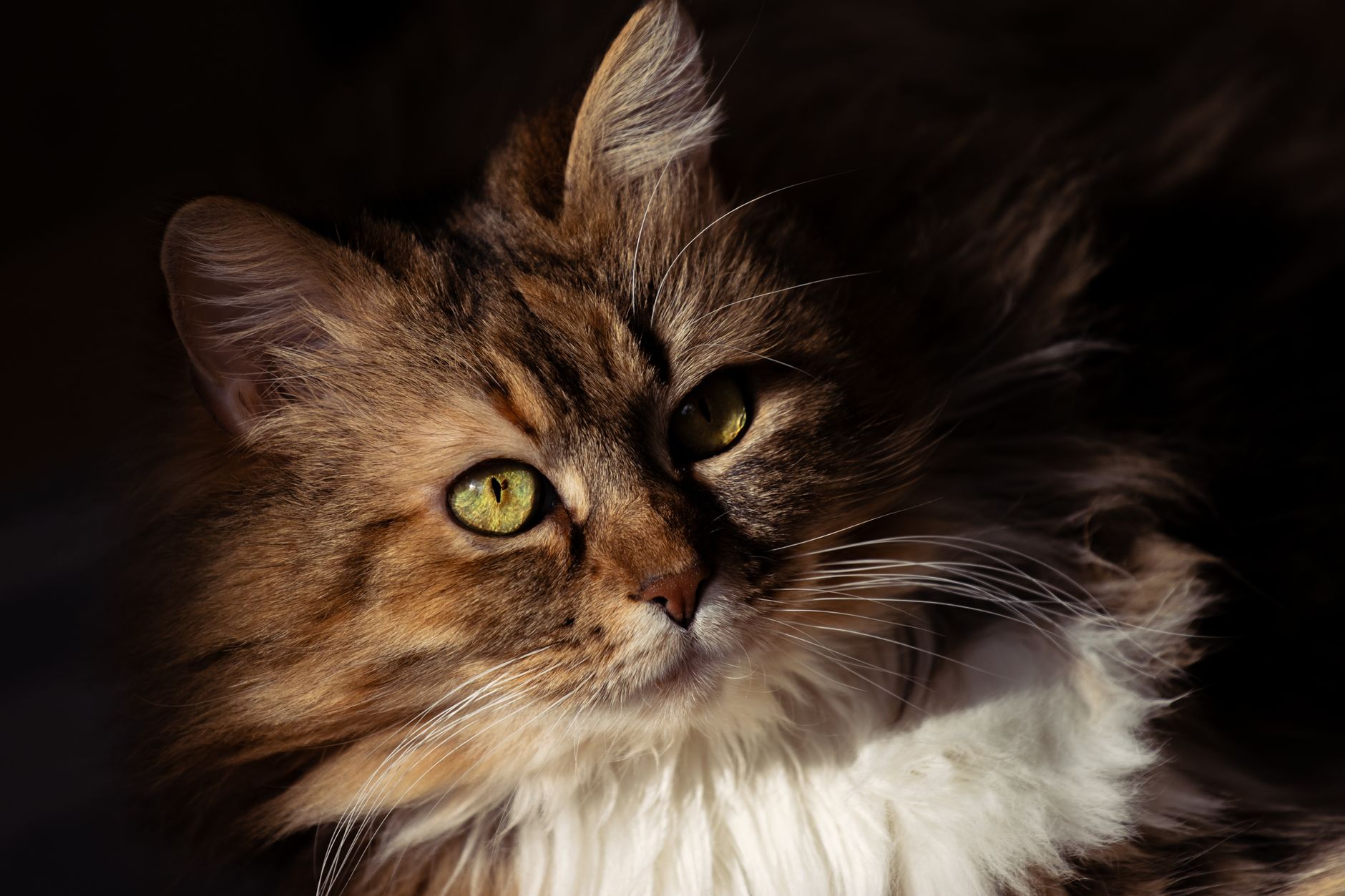 Fabulous Felines