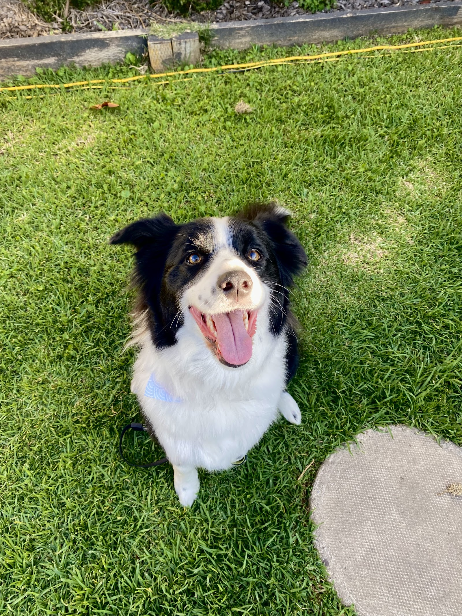 Brushed Pup Grooming — Pet Groomers