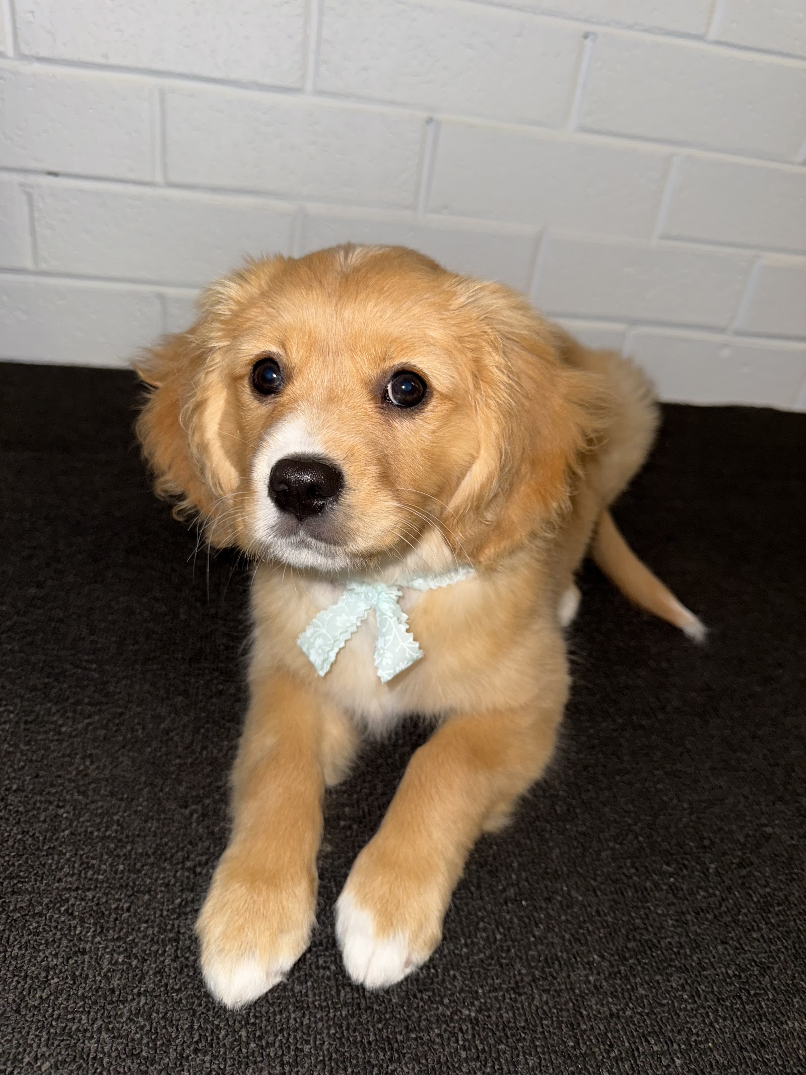Brushed Pup Grooming