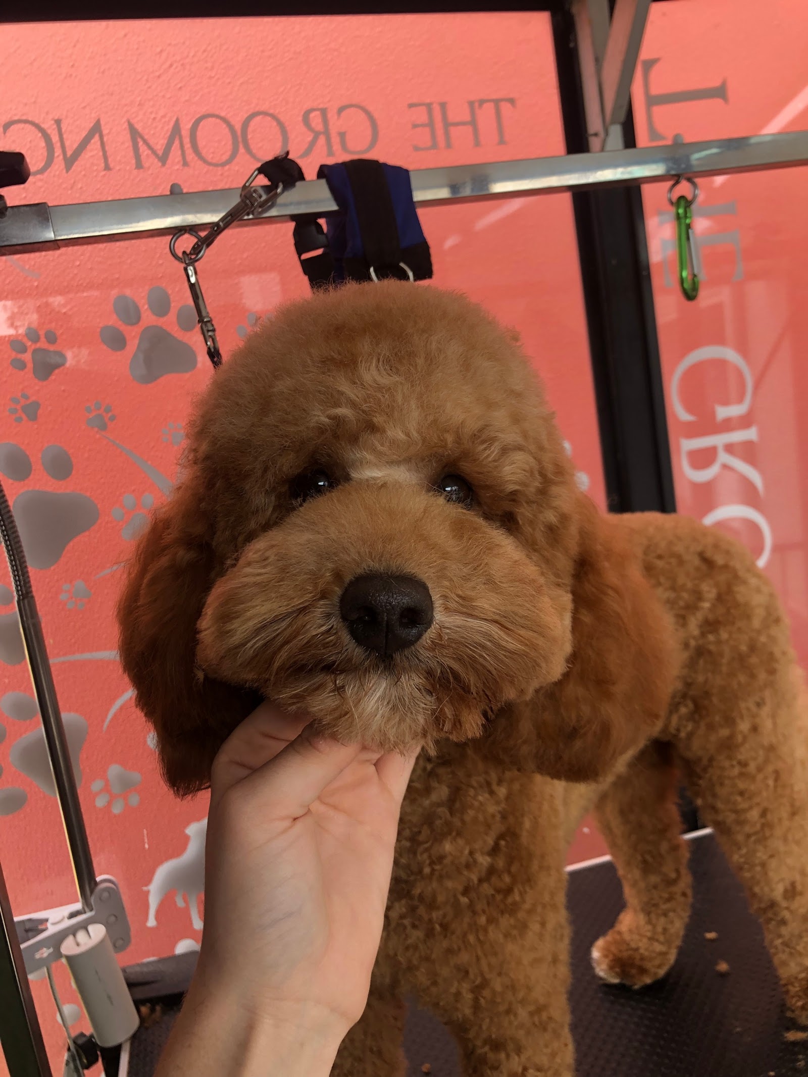Brushed Pup Grooming