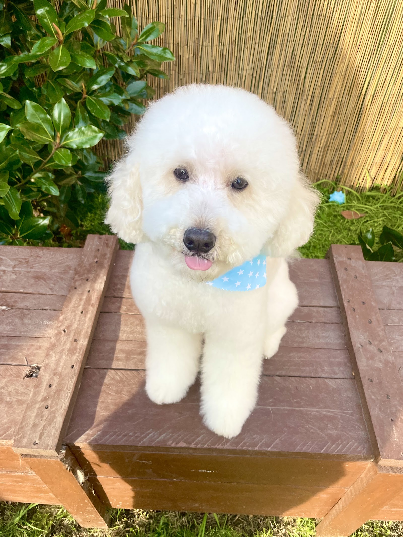 Brushed Pup Grooming