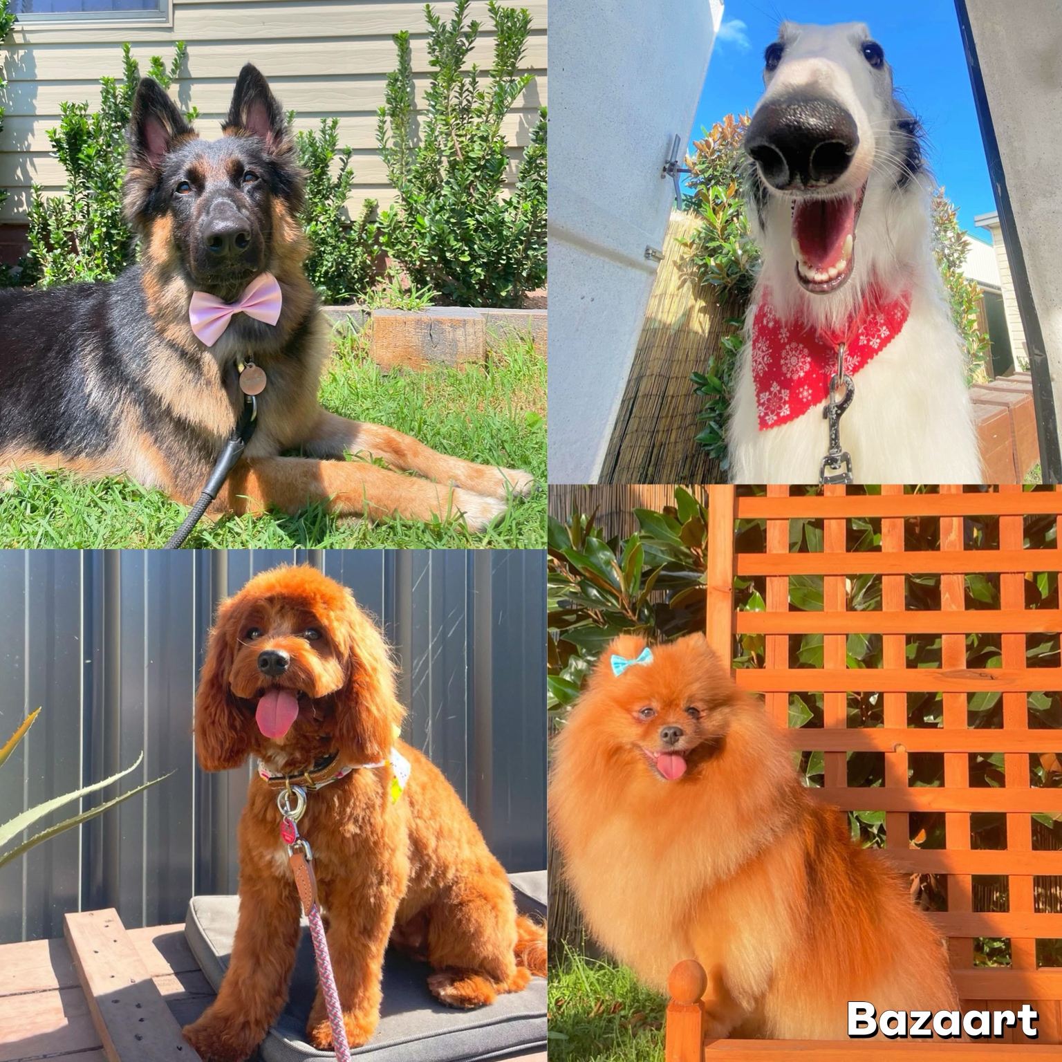 Brushed Pup Grooming