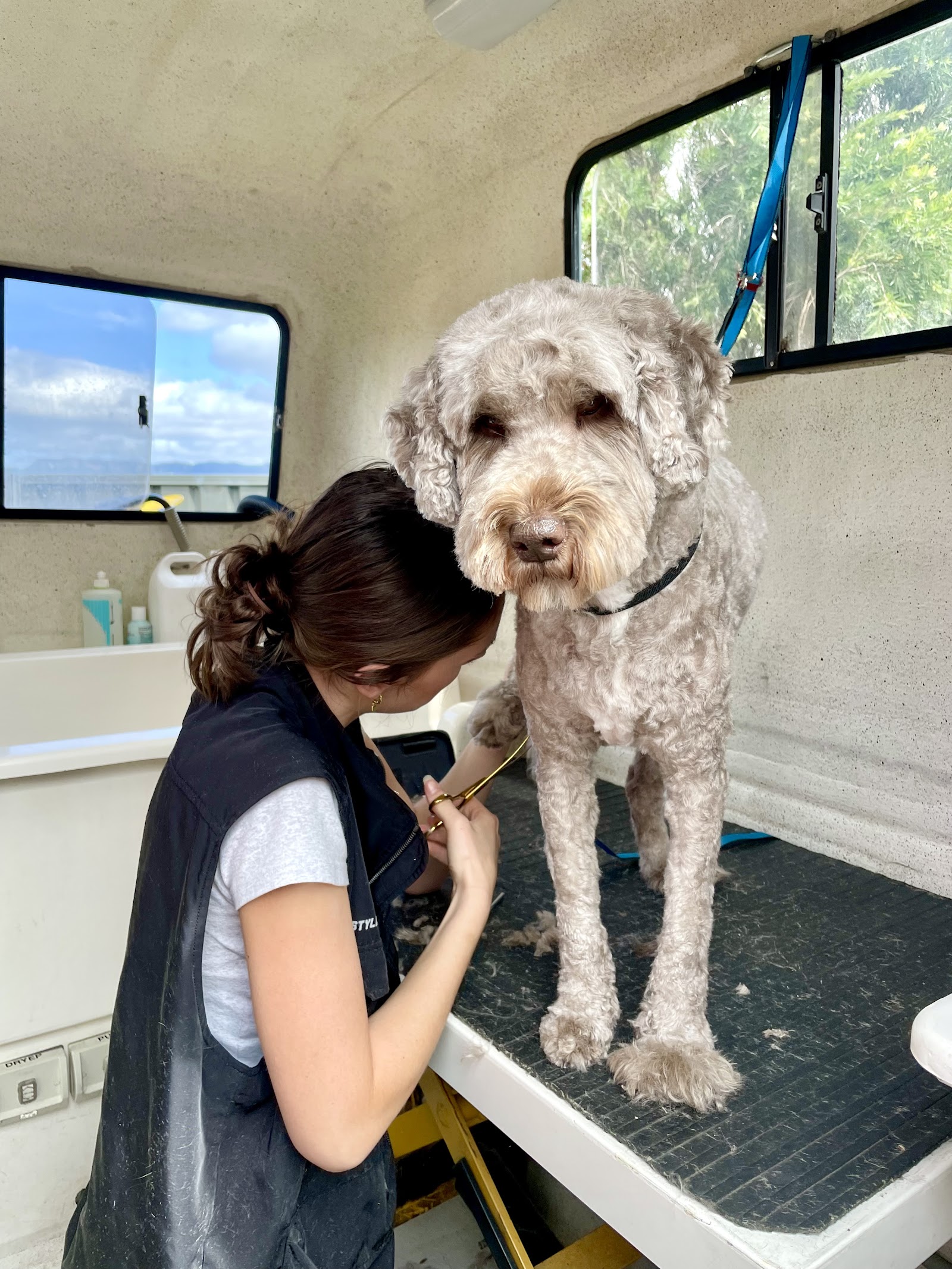 Brushed Pup Grooming