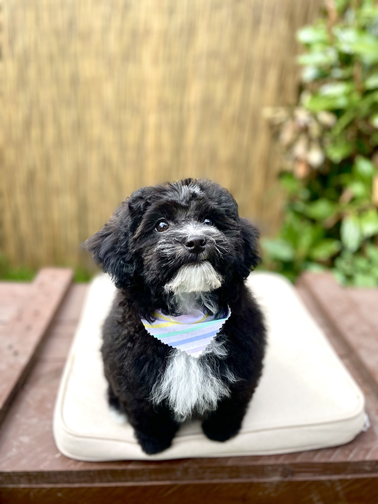 Brushed Pup Grooming