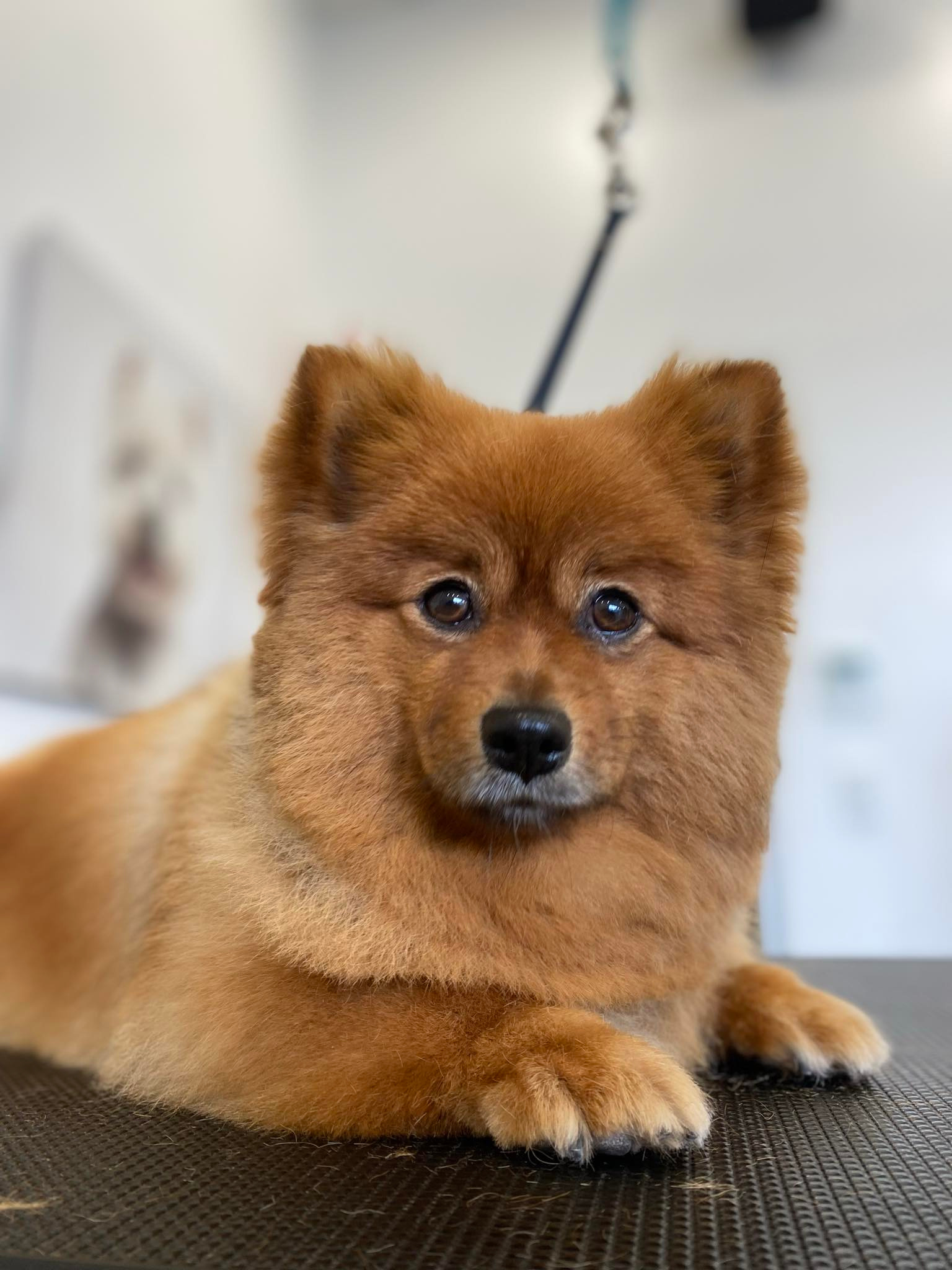 Brushed Pup Grooming