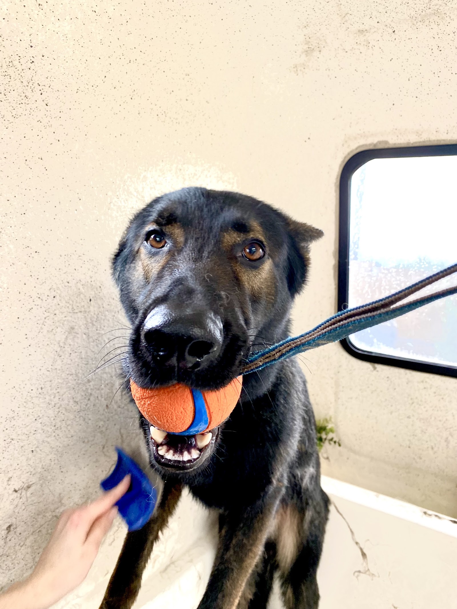 Brushed Pup Grooming