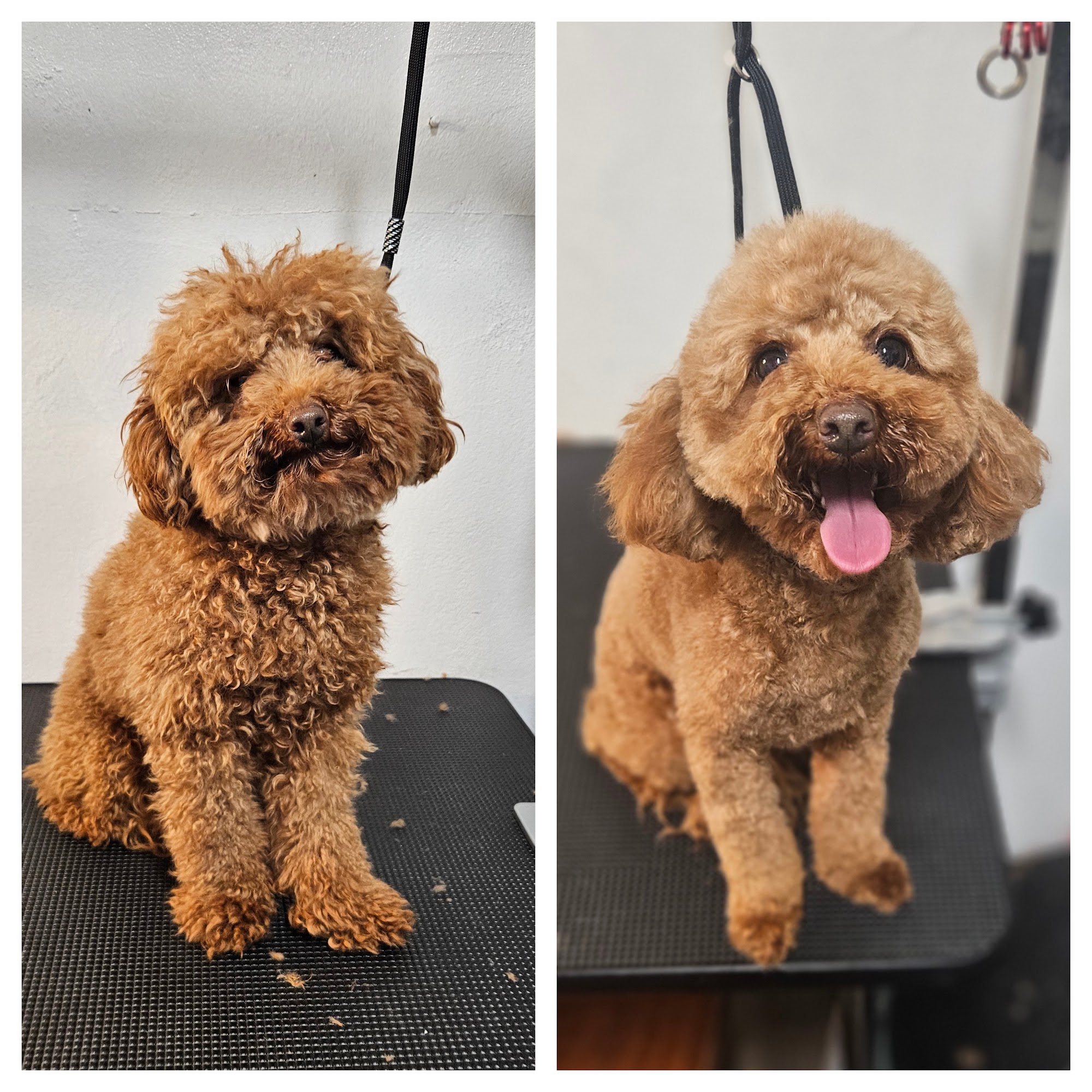 Zoomies Pet Grooming — Pet Groomers
