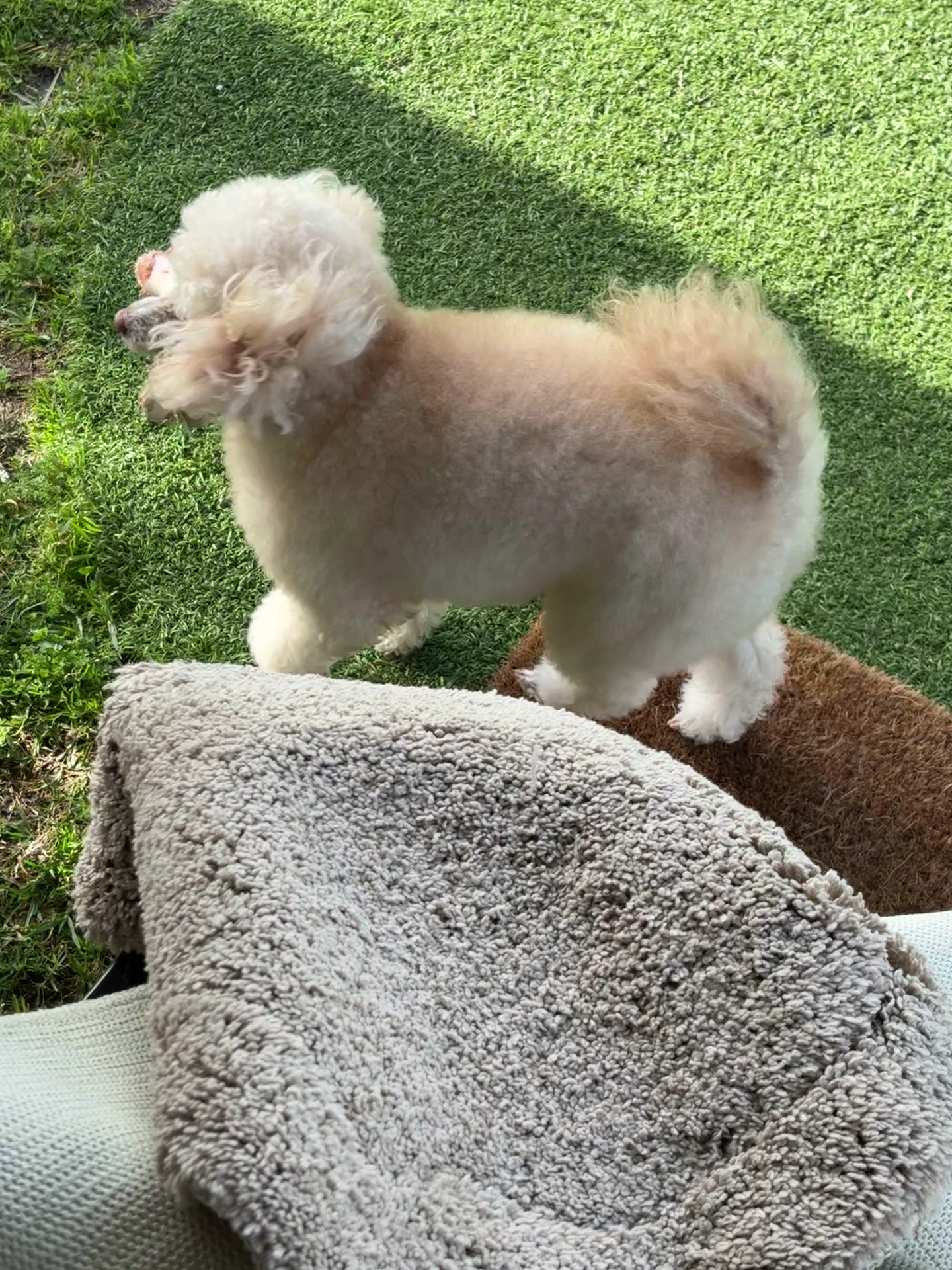 Zoomies Pet Grooming