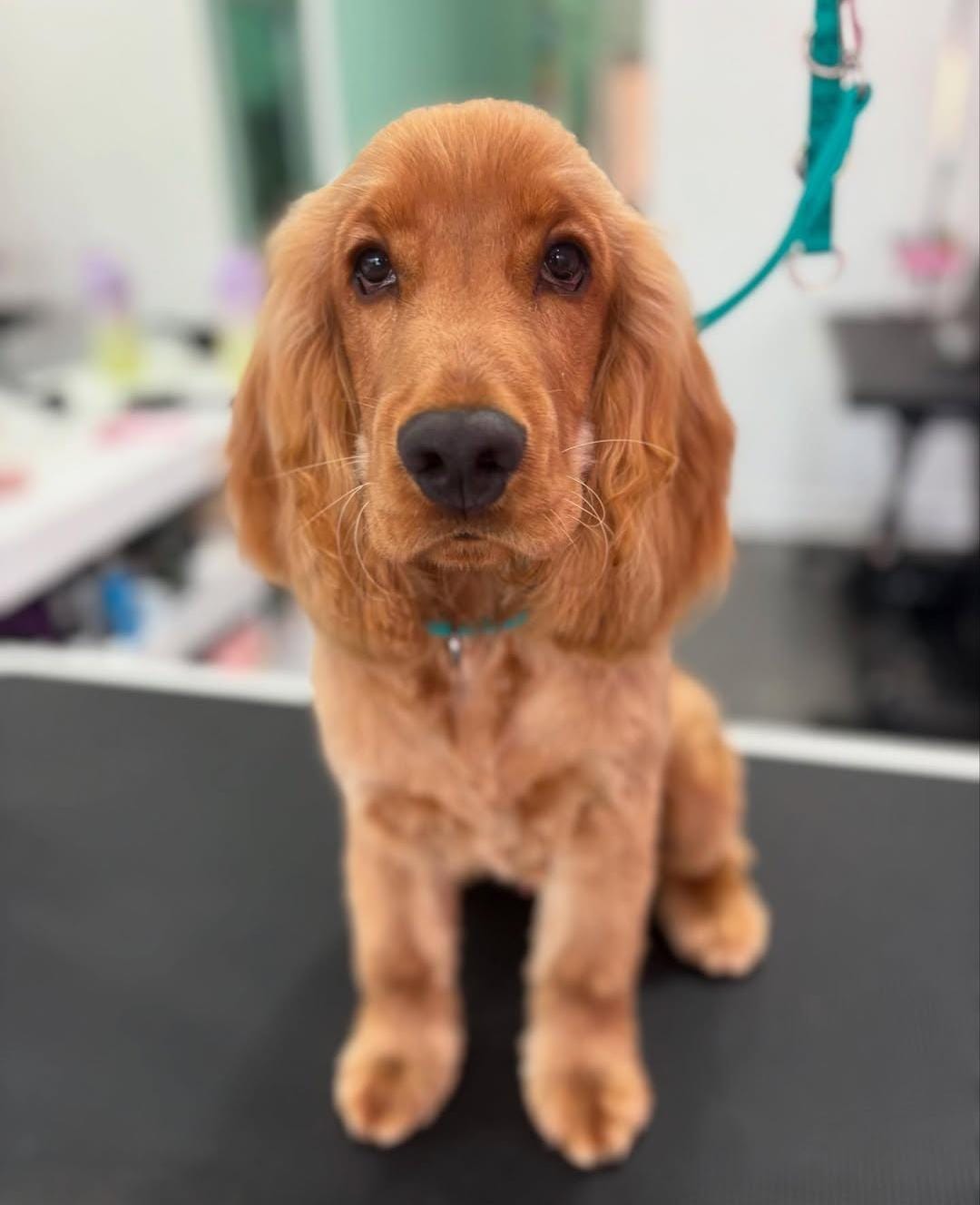 Stitch and Grizz Dog Grooming — Pet Groomers