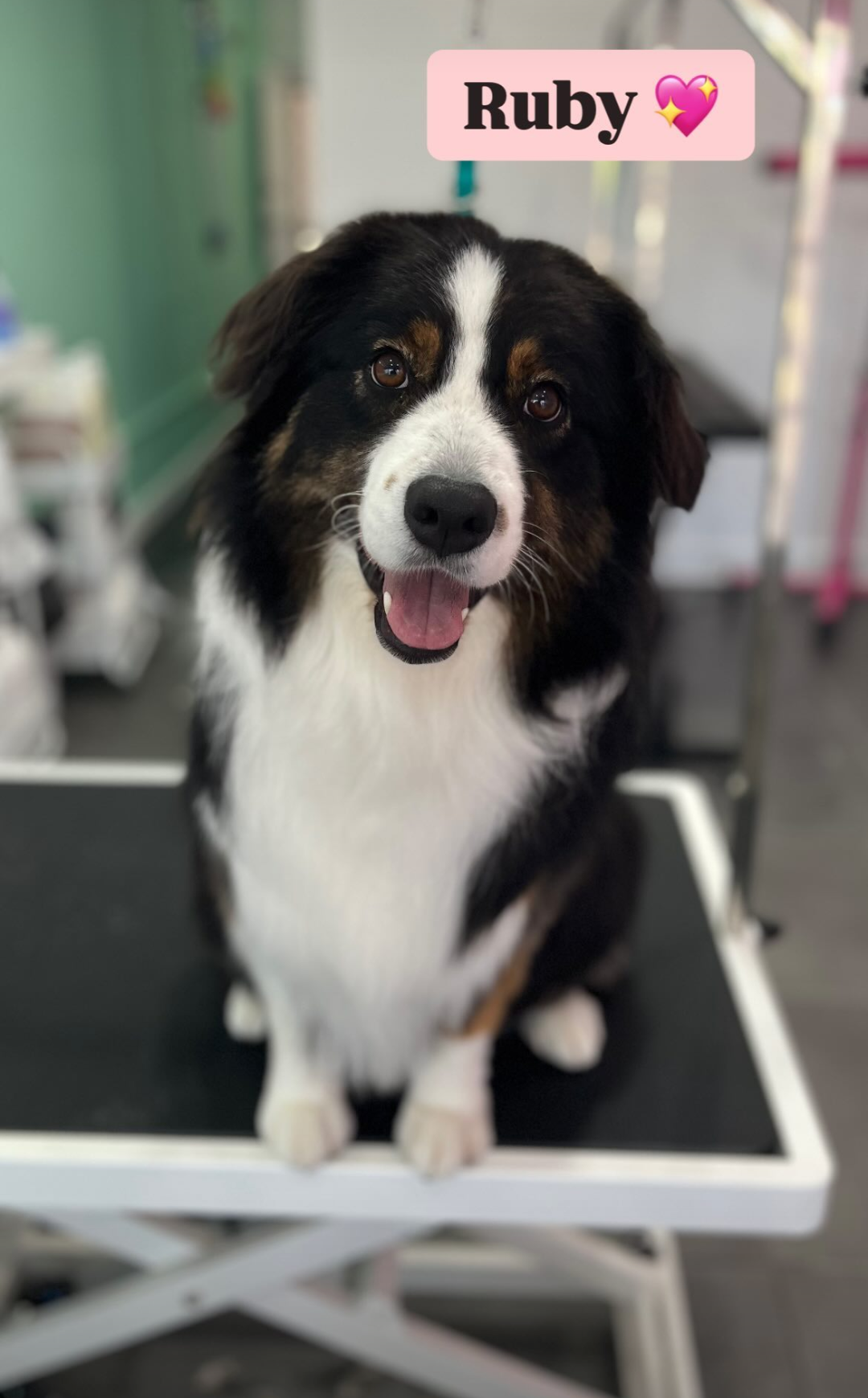 Stitch and Grizz Dog Grooming