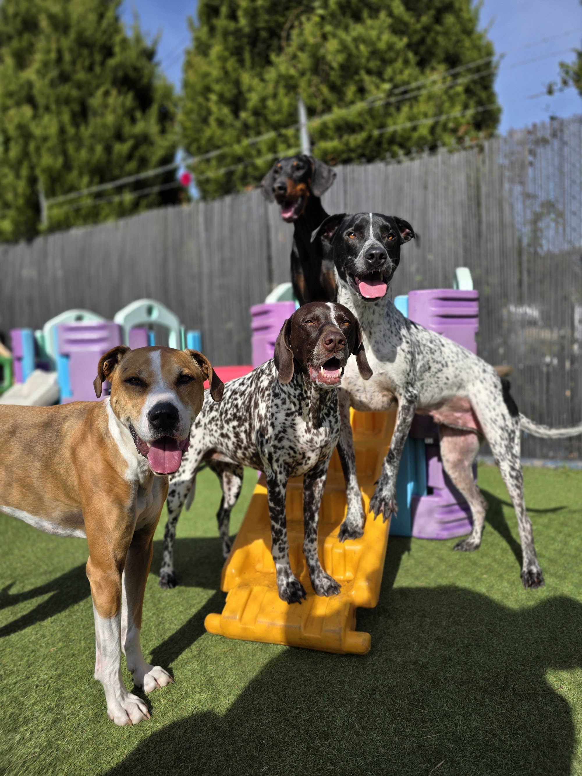 4 Paws - Dog School & Petcare — Pet Groomers