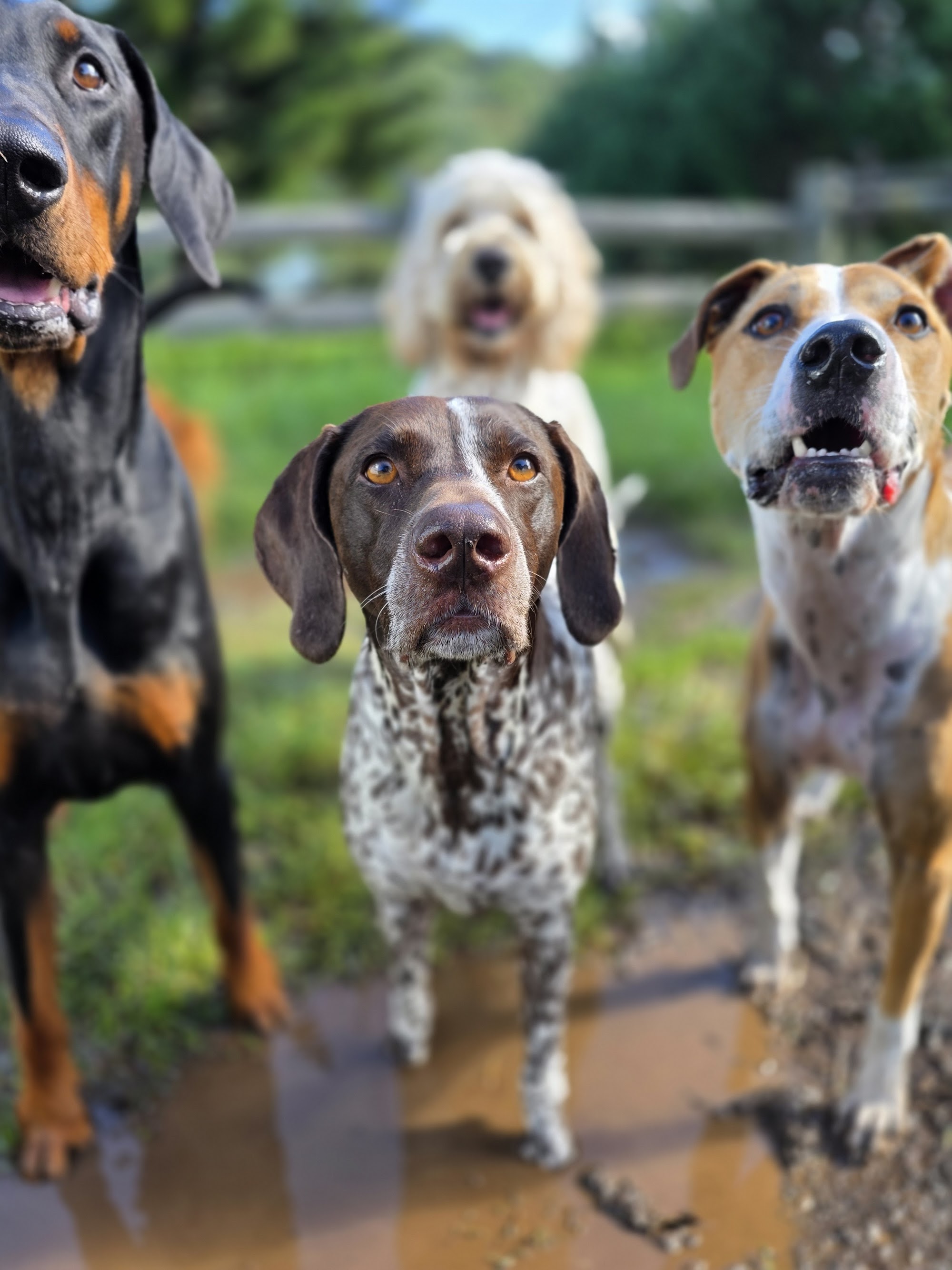 4 Paws - Dog School & Petcare