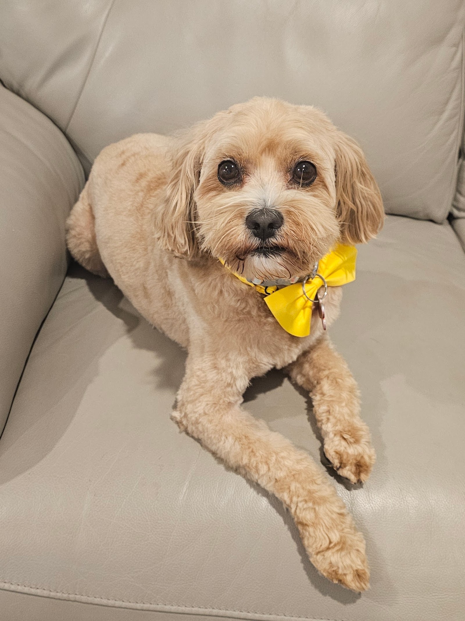 Wollongong Dapper Dog Grooming Salon