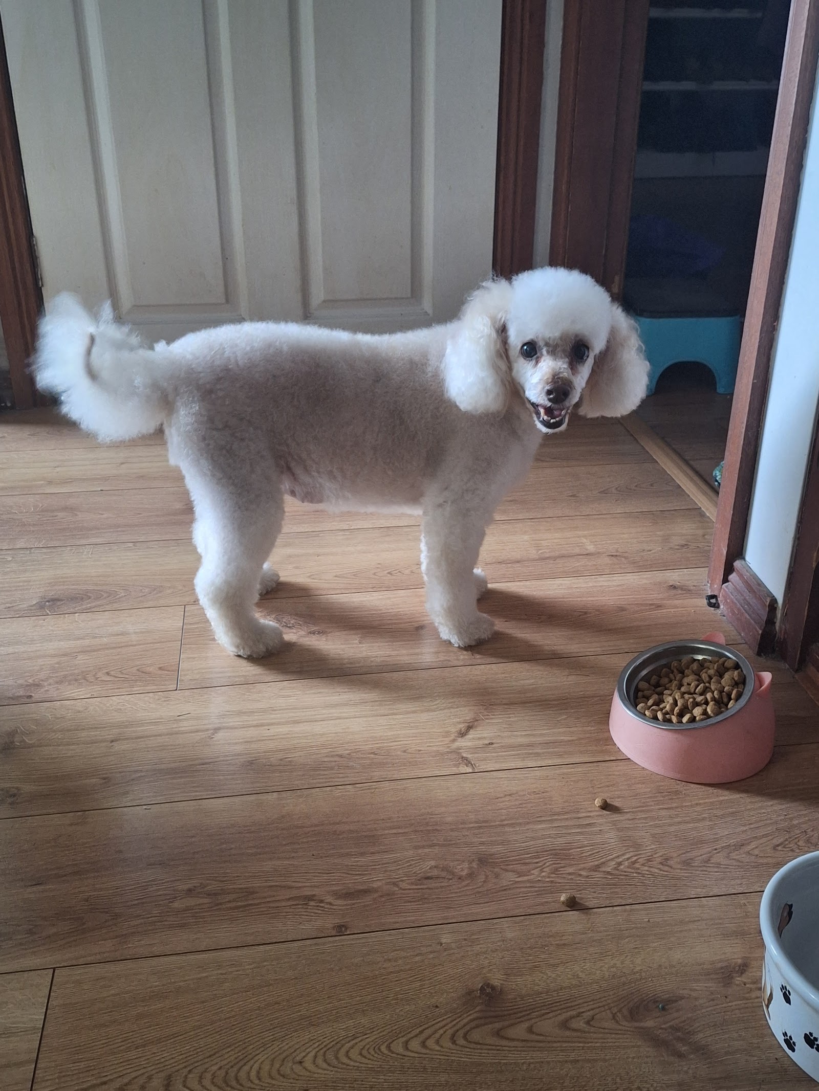 Wollongong Dapper Dog Grooming Salon — Pet Groomers