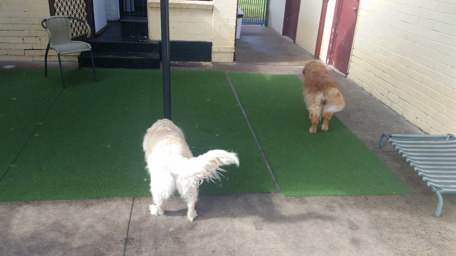 Wollongong Dapper Dog Grooming Salon