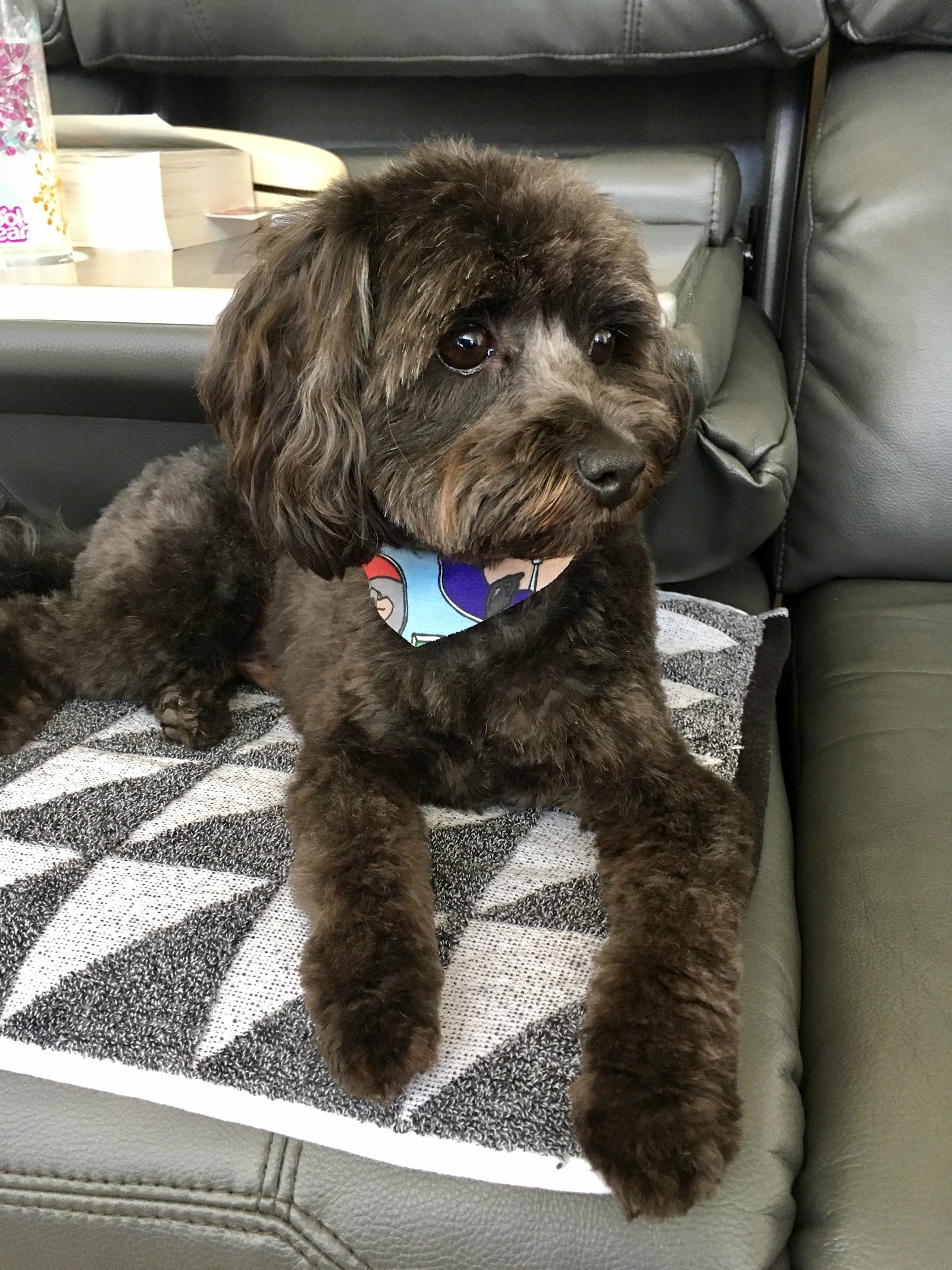 Wollongong Dapper Dog Grooming Salon