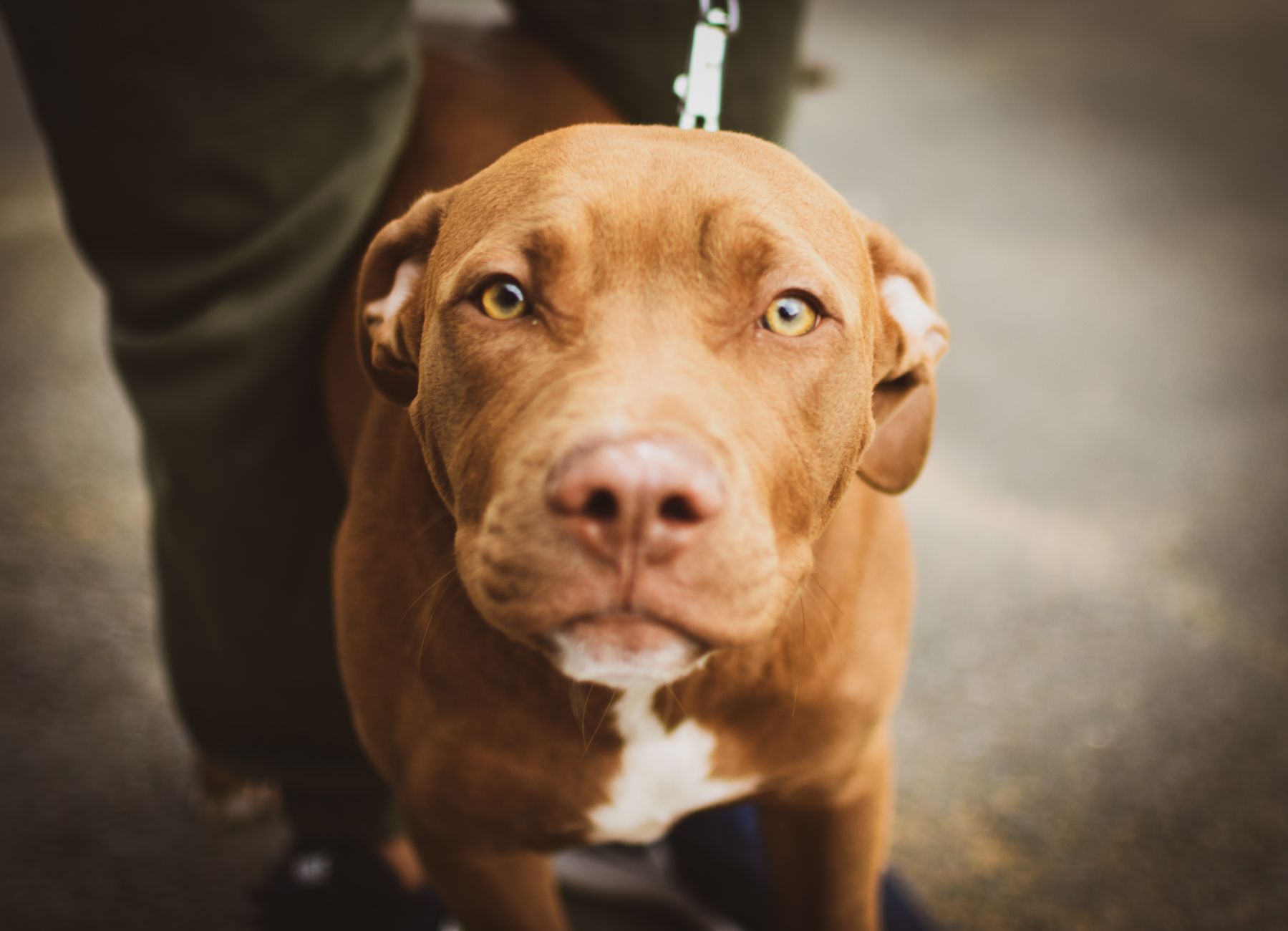 Wollongong Dapper Dog Grooming Salon