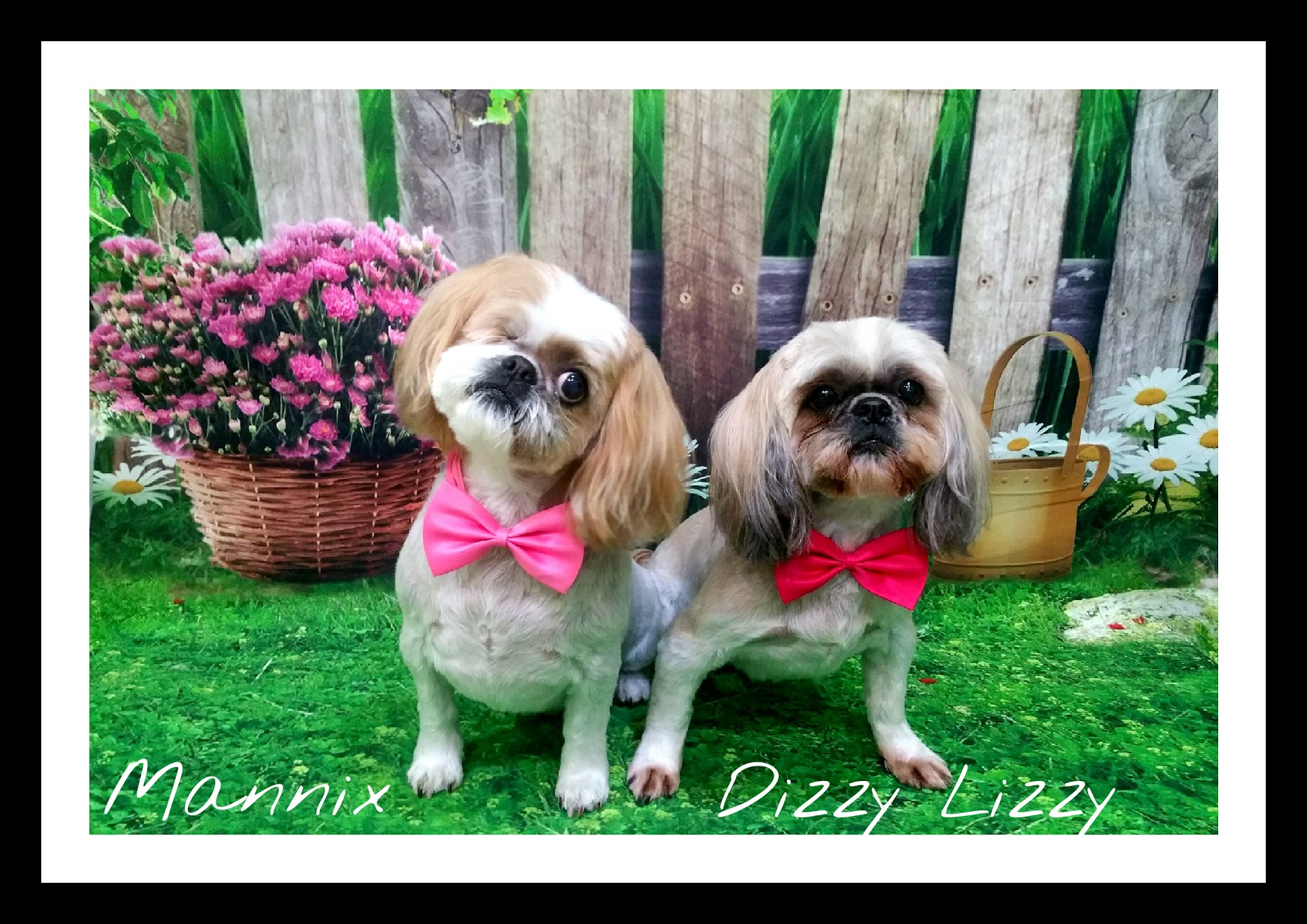 Dirty Dogz Dayspa & Daycare — Pet Groomers