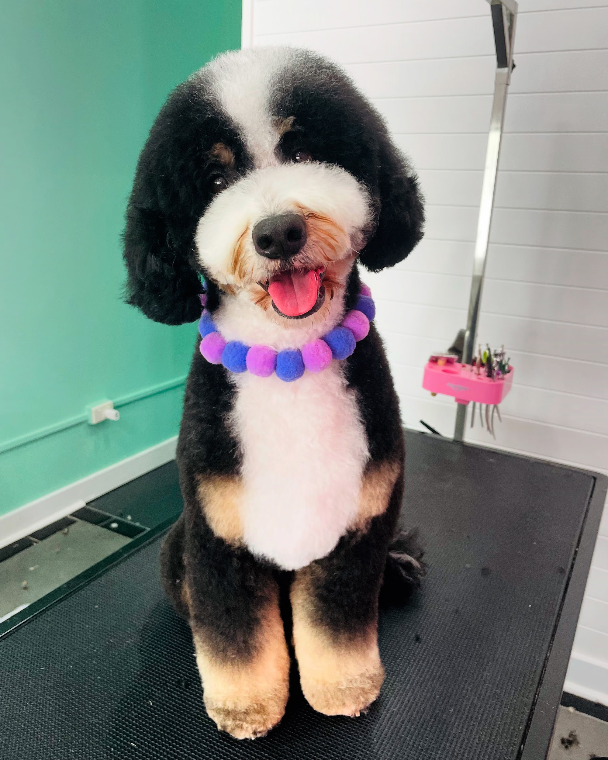 Floofers by Fiona — Pet Groomers