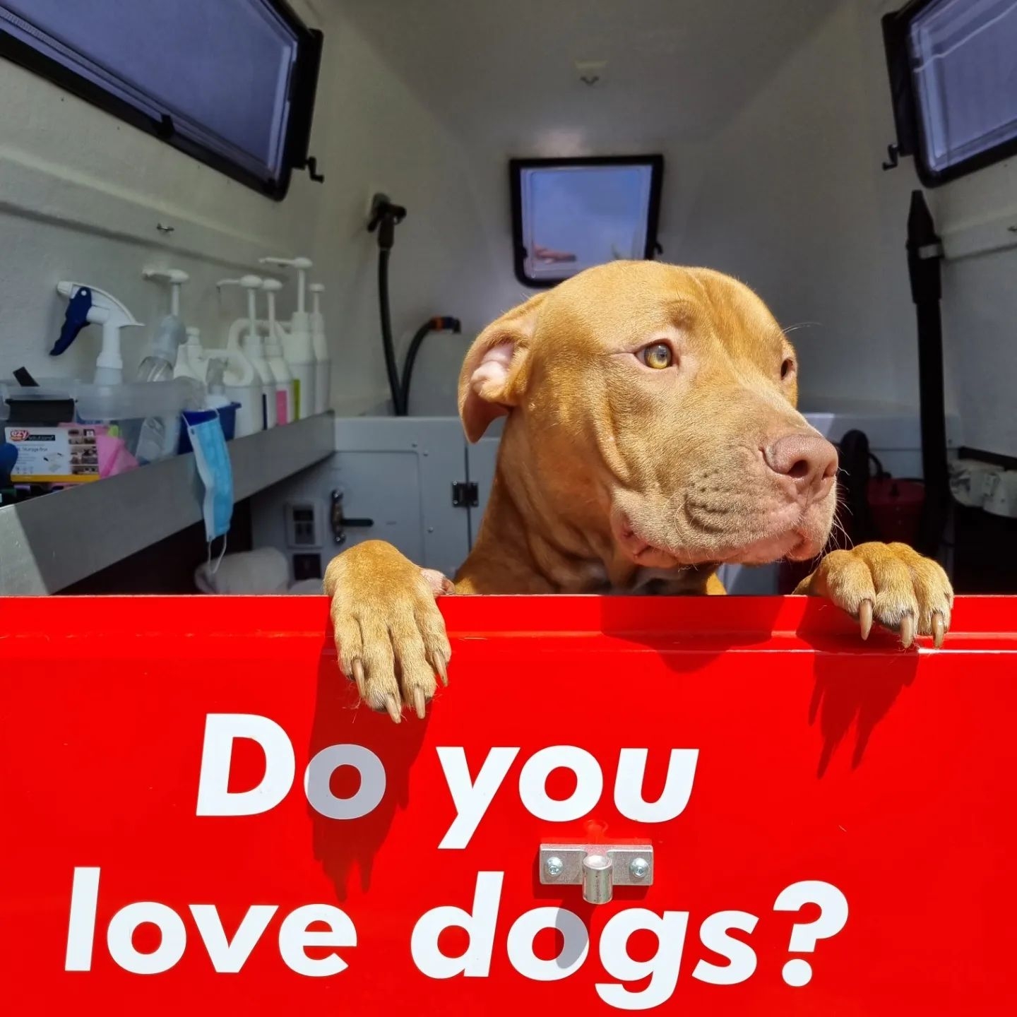 Jim's Dog Wash Coniston — Pet Groomers