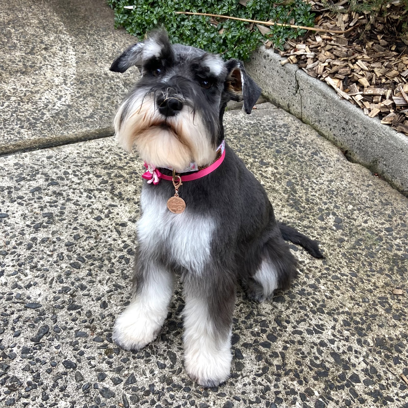 Impeccable Pets — Pet Groomers