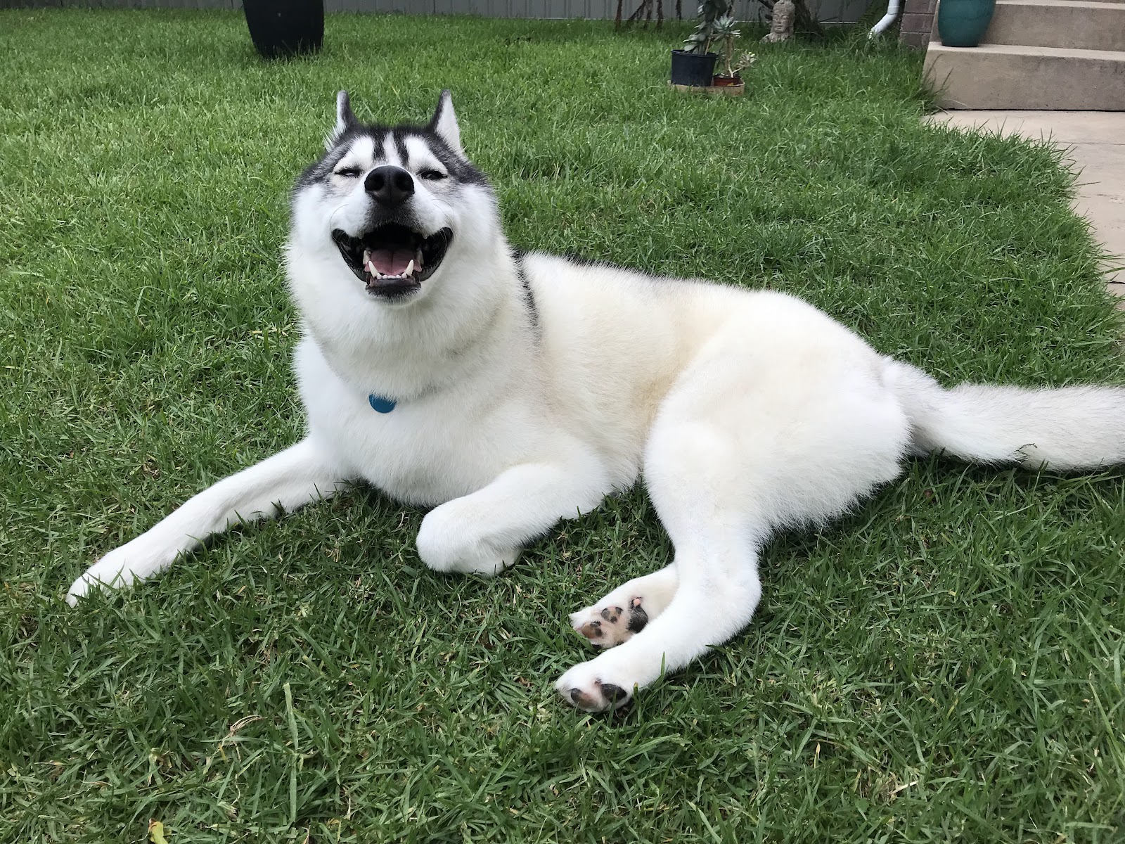 Impeccable Pets