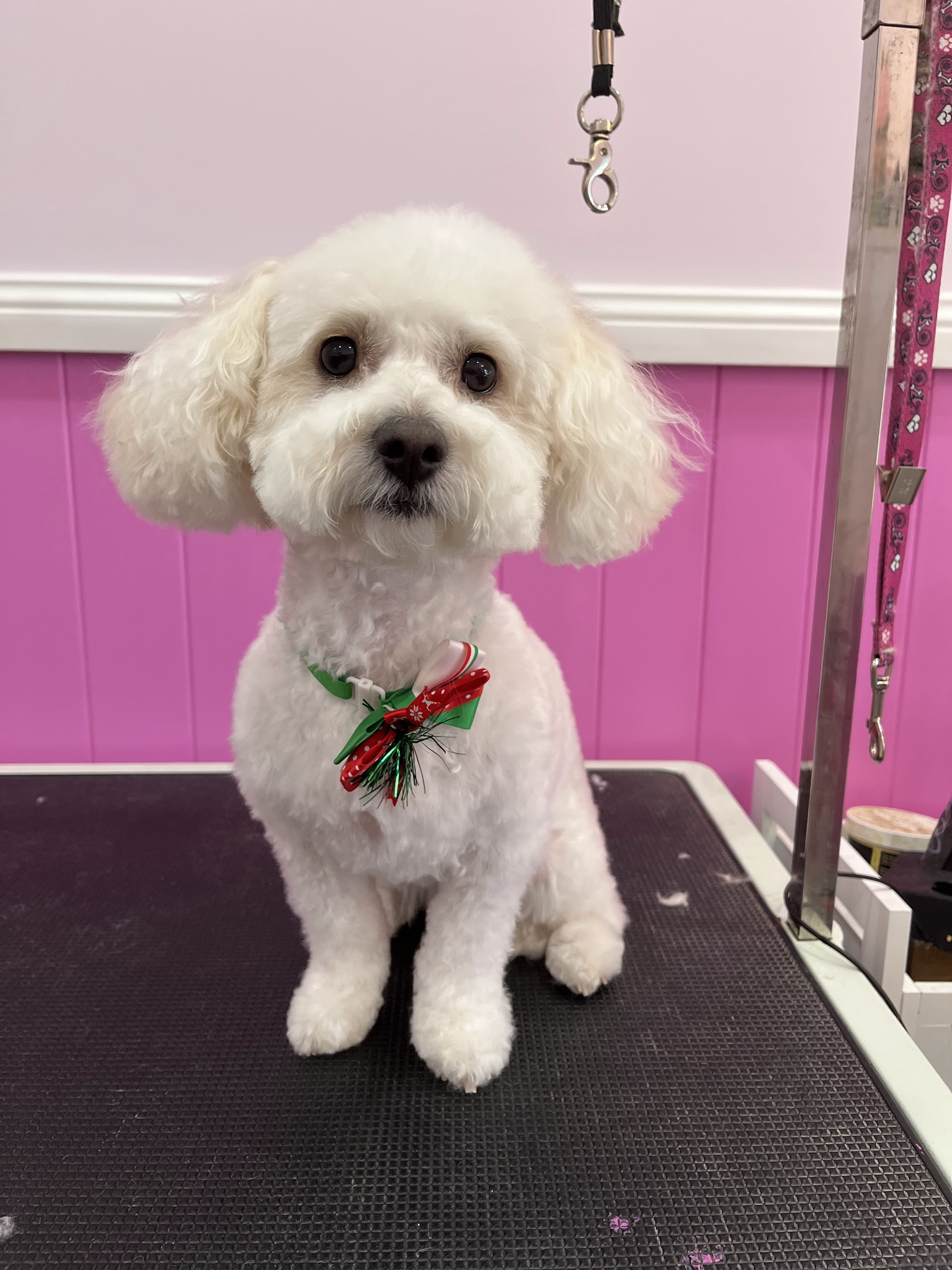 Star Paws Grooming Salon