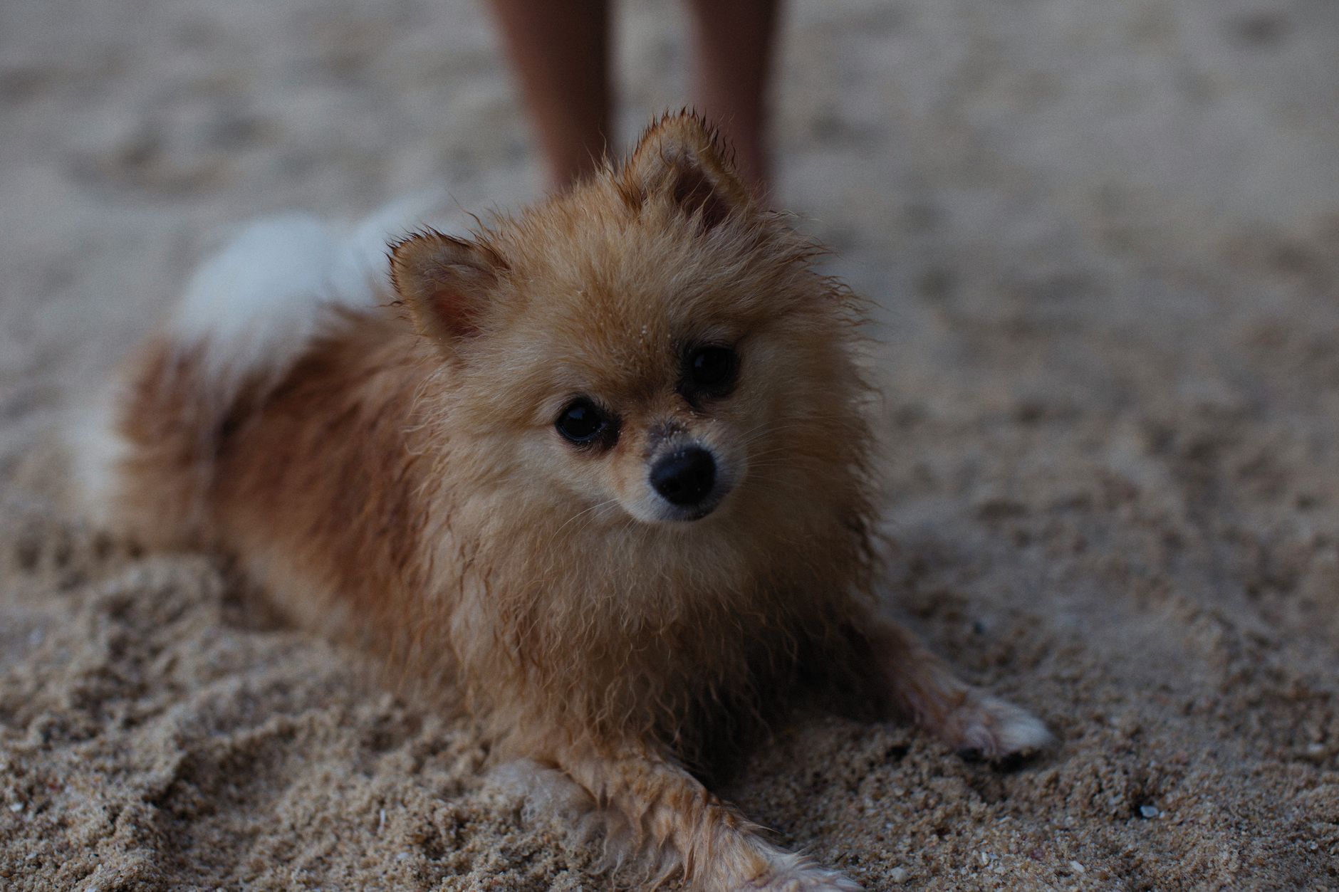 Furry 'n' Fabulous Pet Boutique