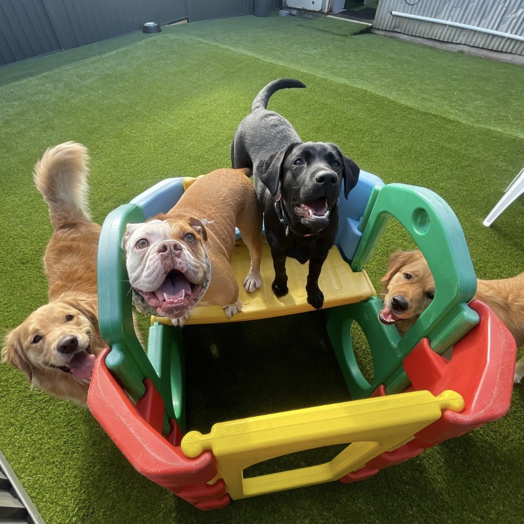 K9 Play Dog Daycare — Pet Groomers